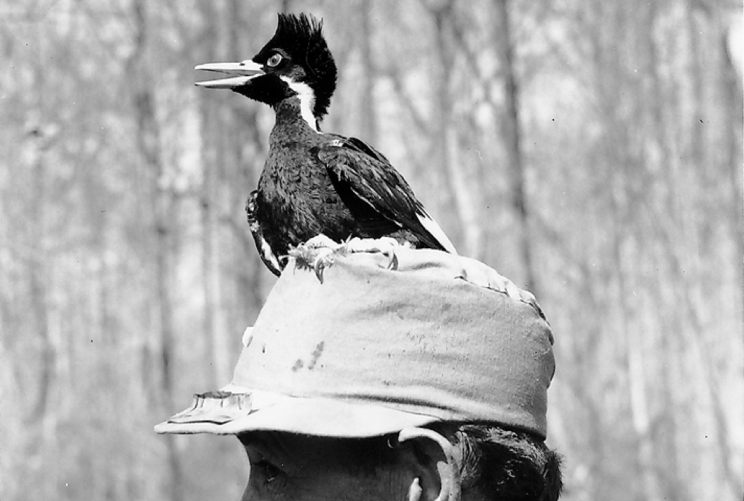 A black and white photo. A close up shot and side view of an ivory-billed woodpecker standing on top of man’s hat