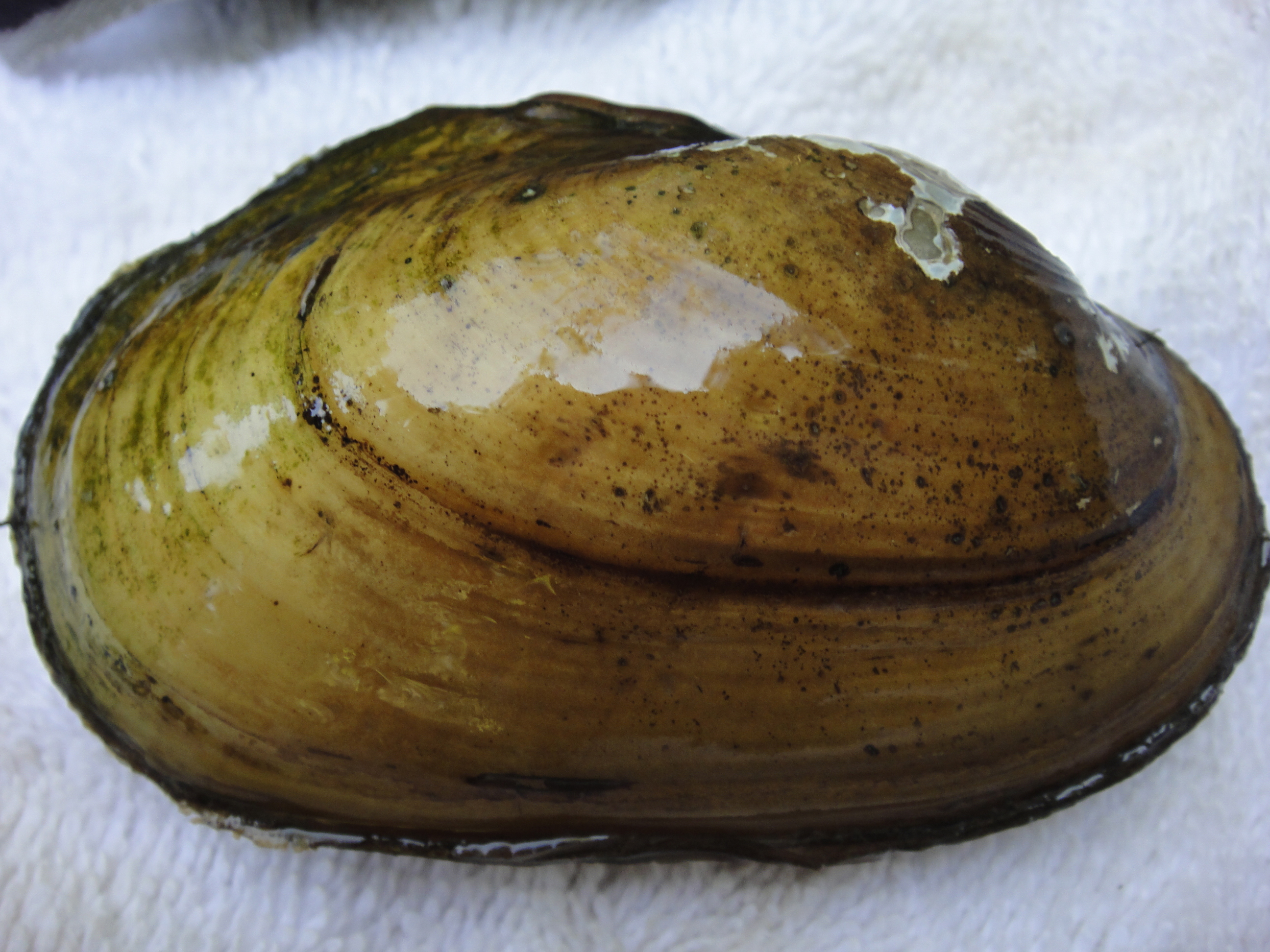 Arkansas fatmucket | FWS.gov