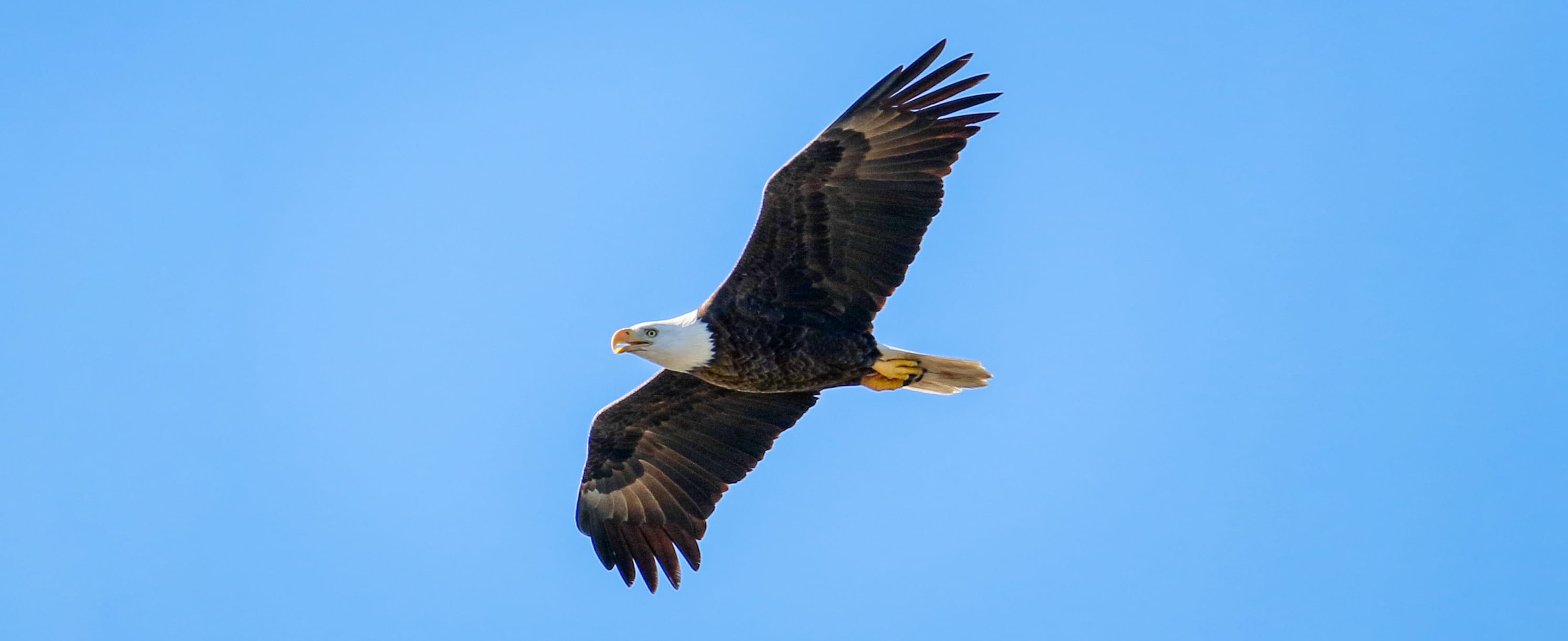 An adult bald eagle in flight with its bill open