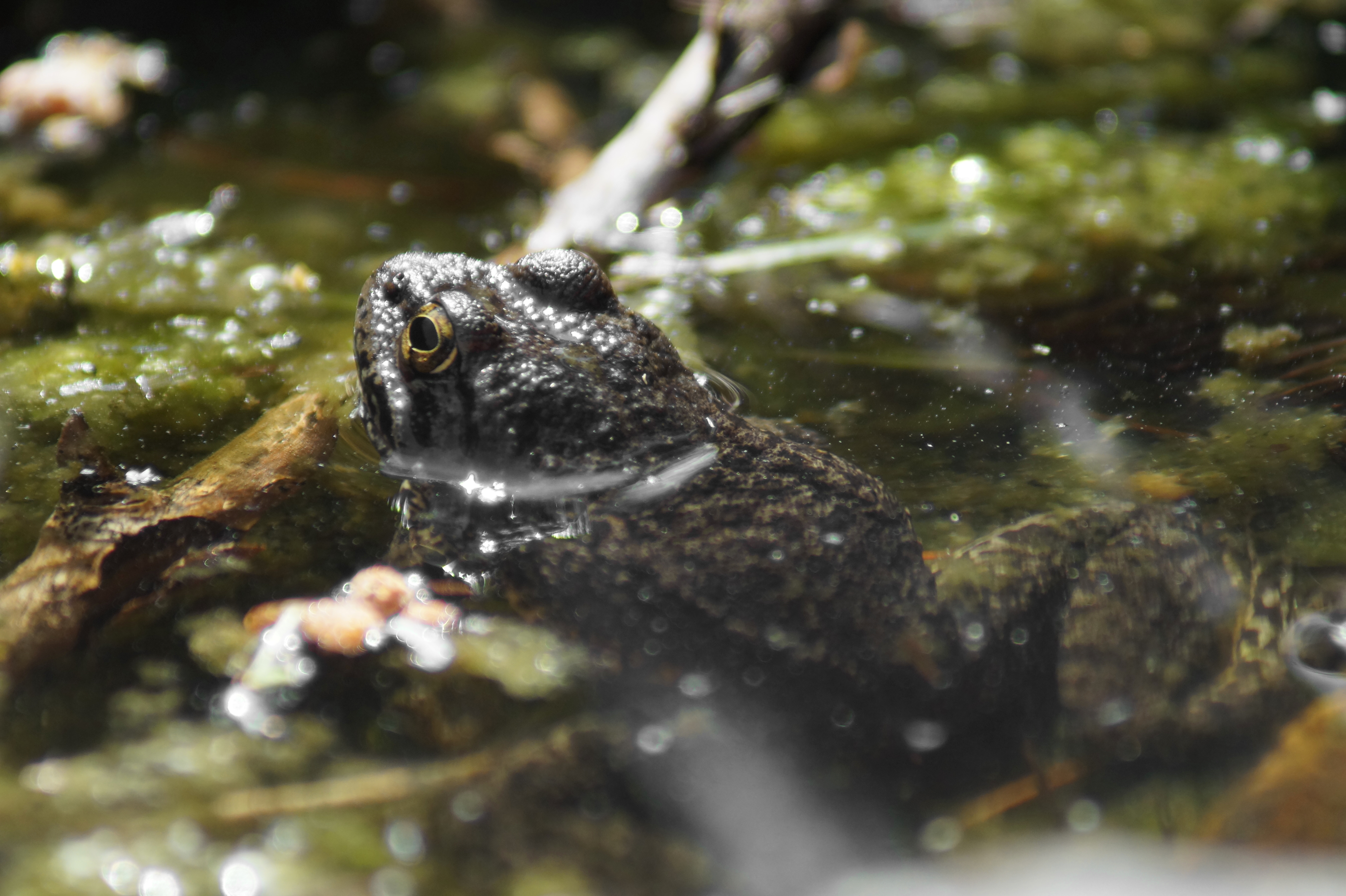 Sierra Nevada yellow-legged frog in pond with its head above the water line