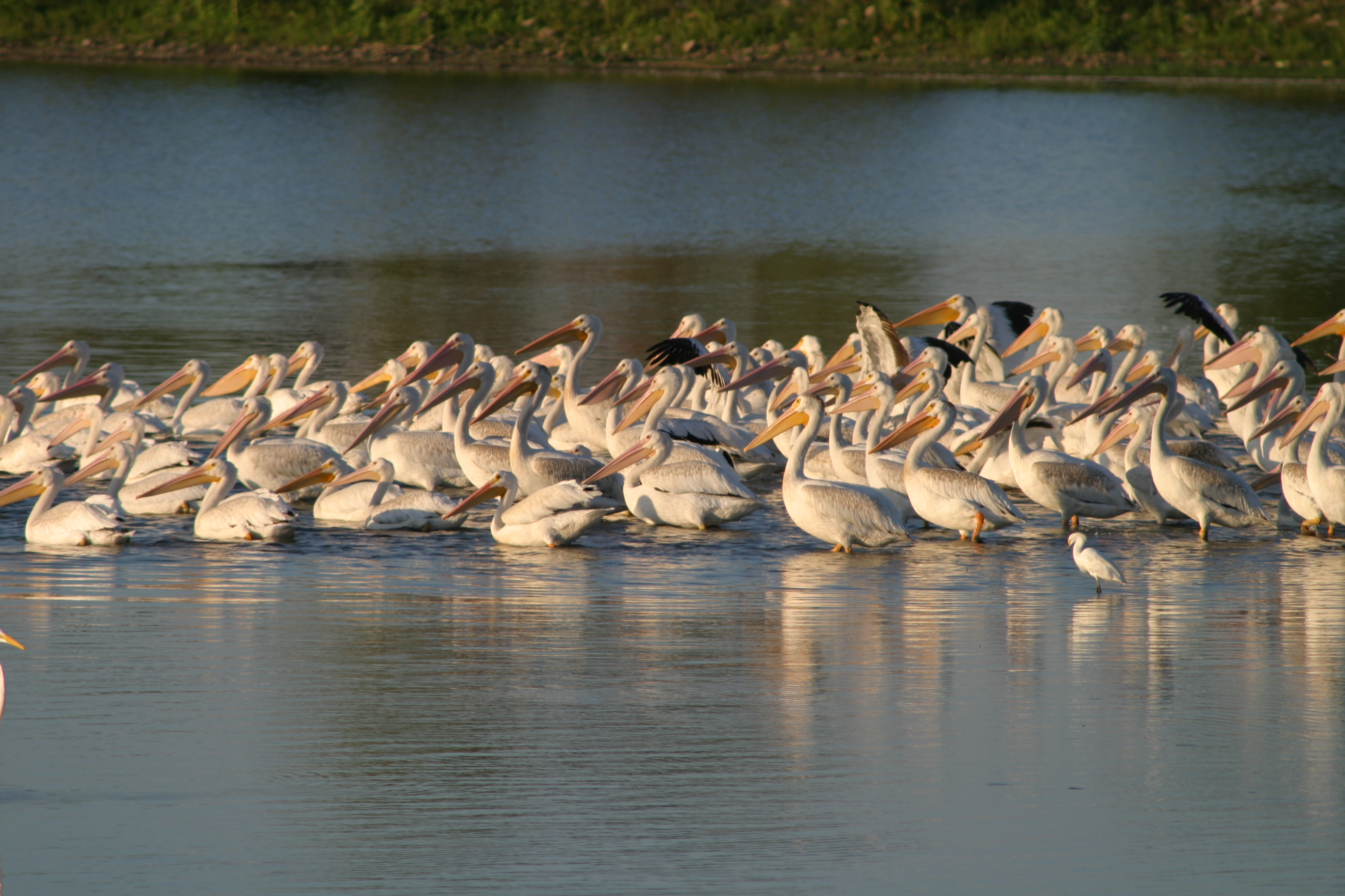 Pelicans at Hagerman