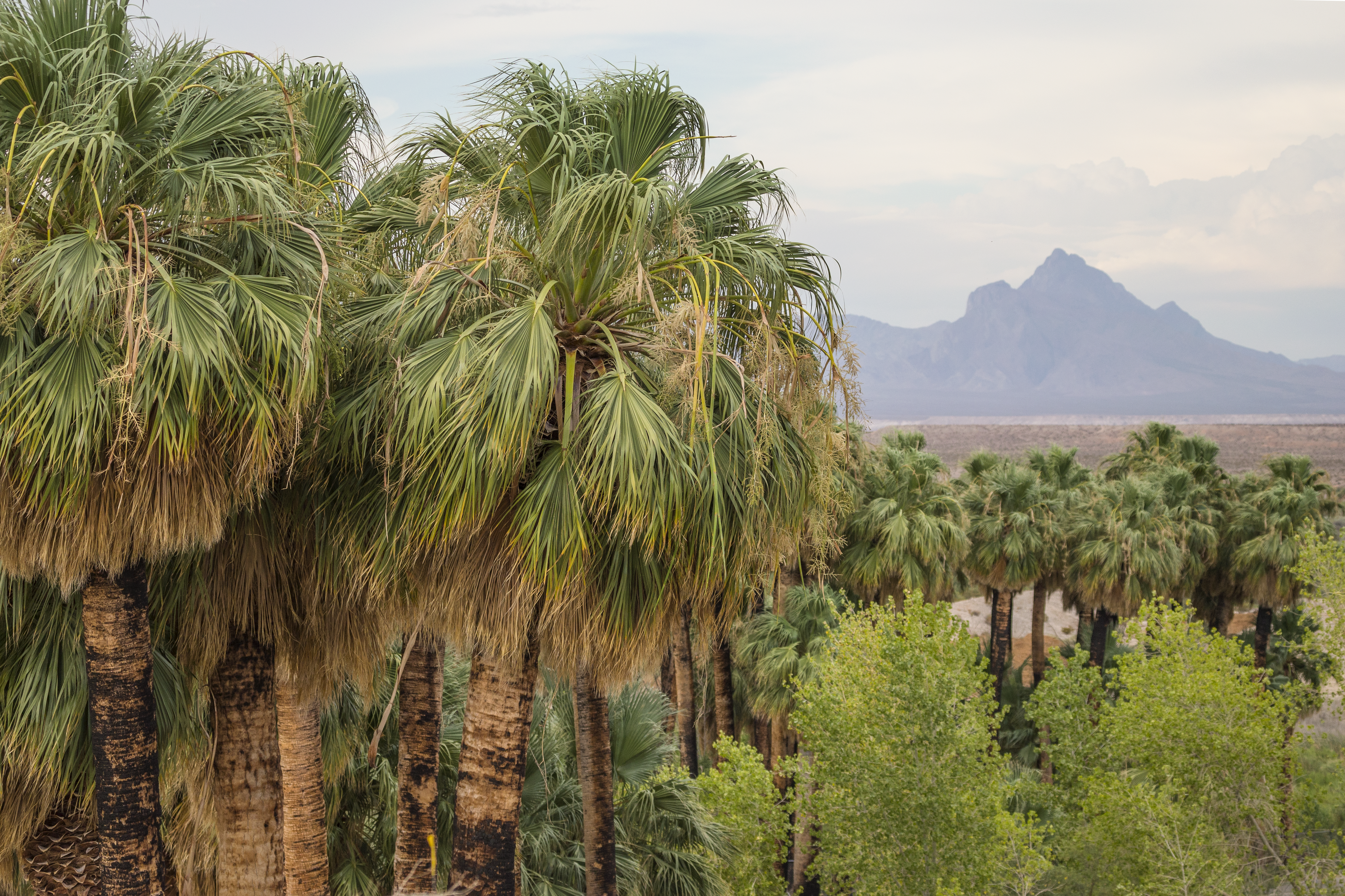 Palm trees in the foreground and a mountain peak in the distance