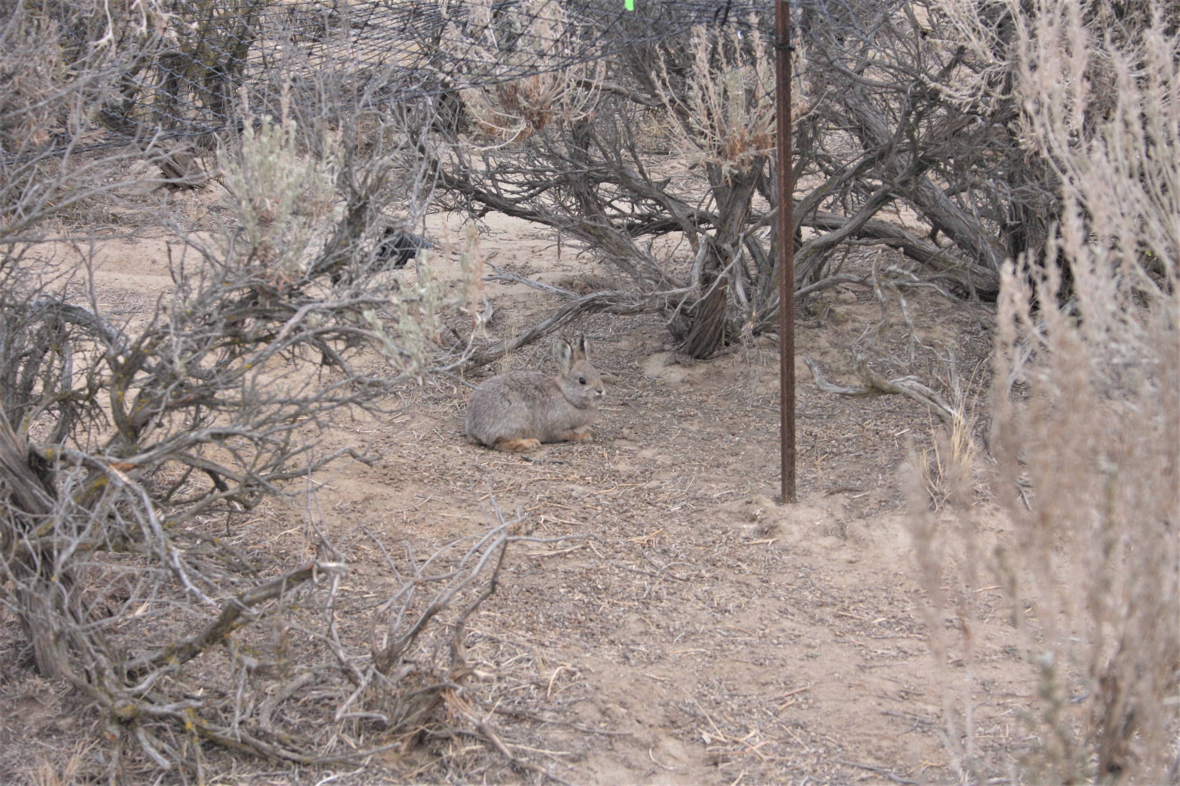 Pygmy_Rabbit_USFWS_Ann Froschauer (2).jpg | FWS.gov