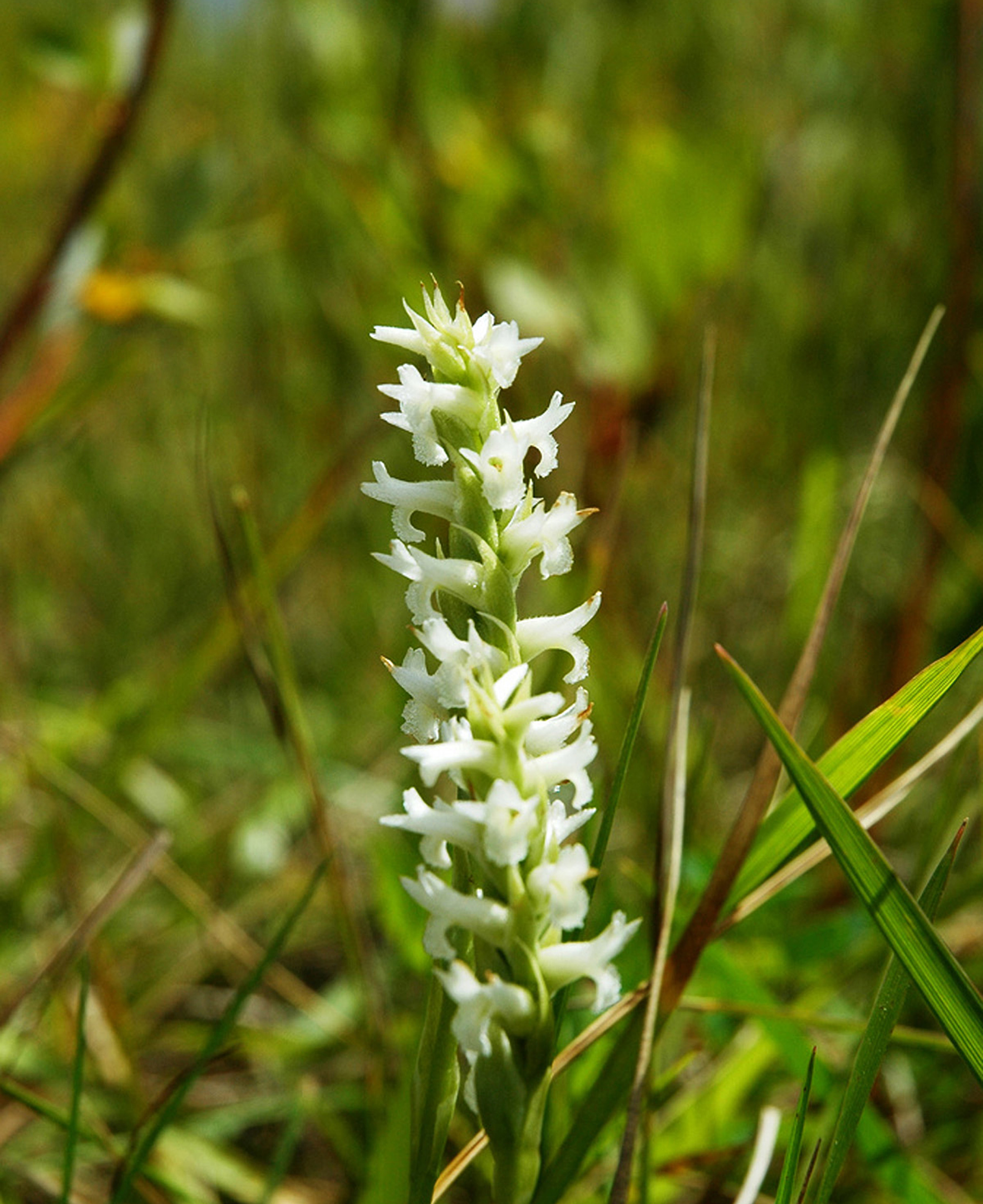 Ute ladies'-tresses plant with white flowers in a grassy environment