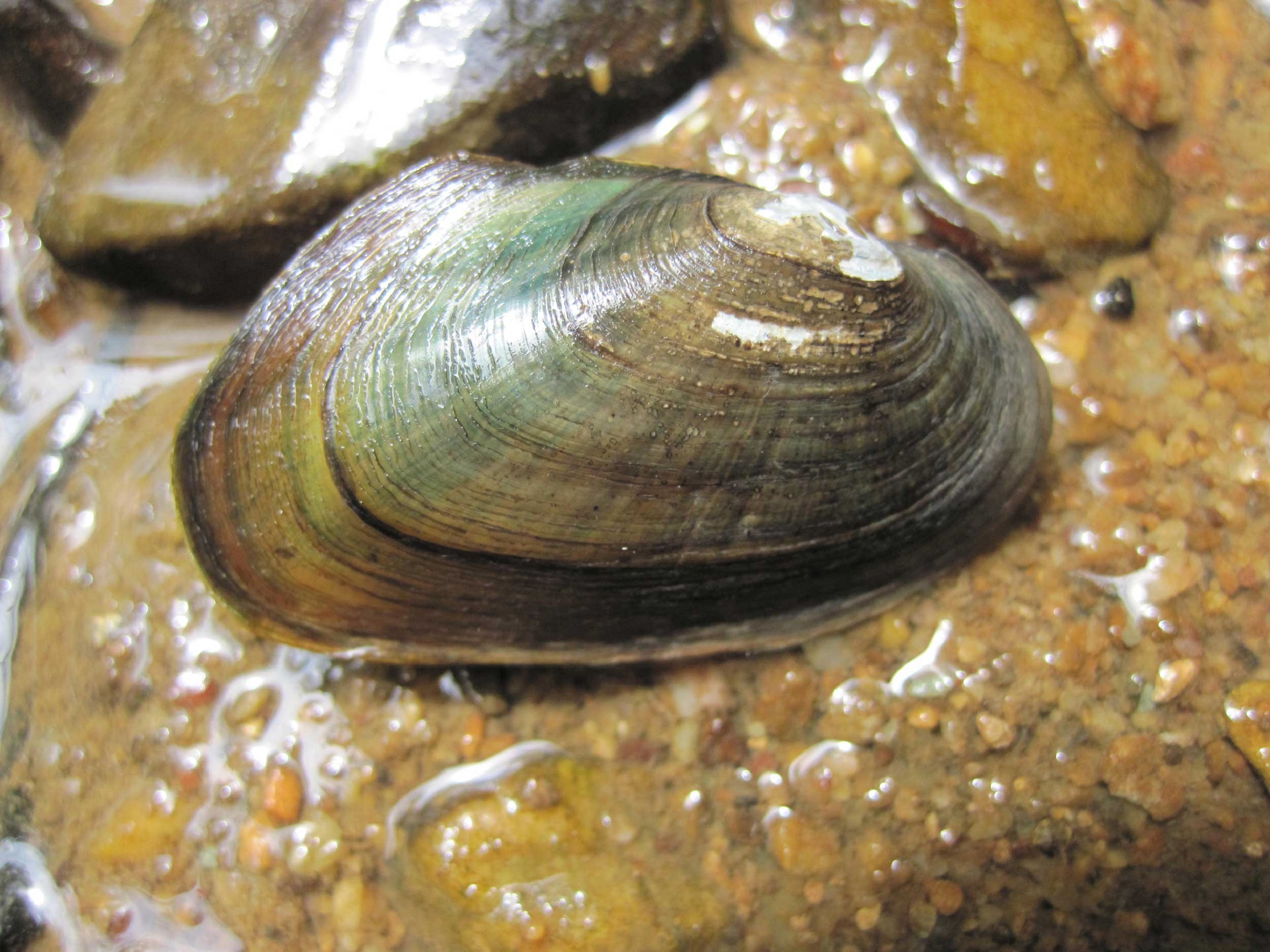 A striated mussel on a rock with bluish green and brown coloring.