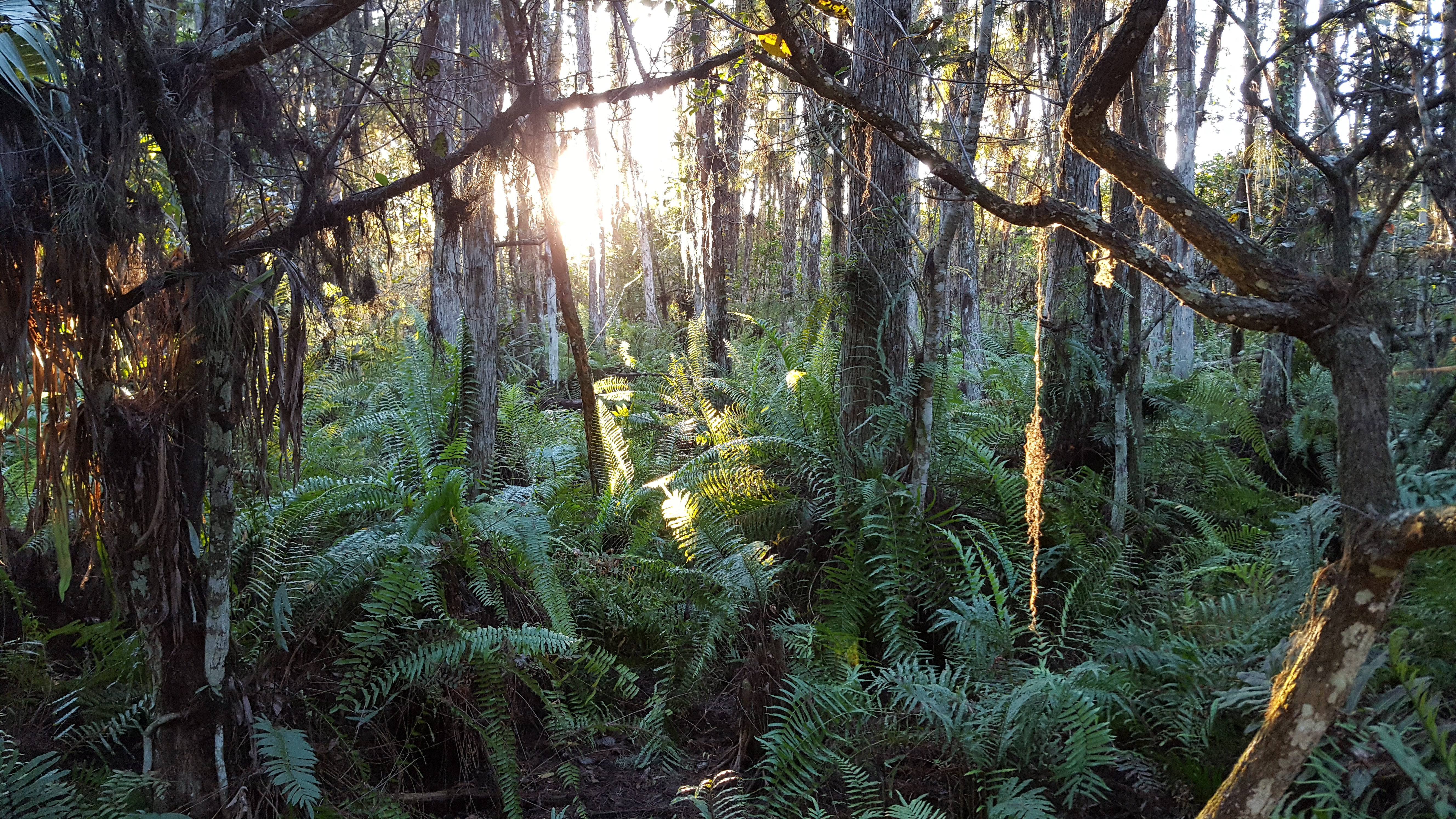 The sunset casts rays of light that dance off of green ferns and cypress trees.
