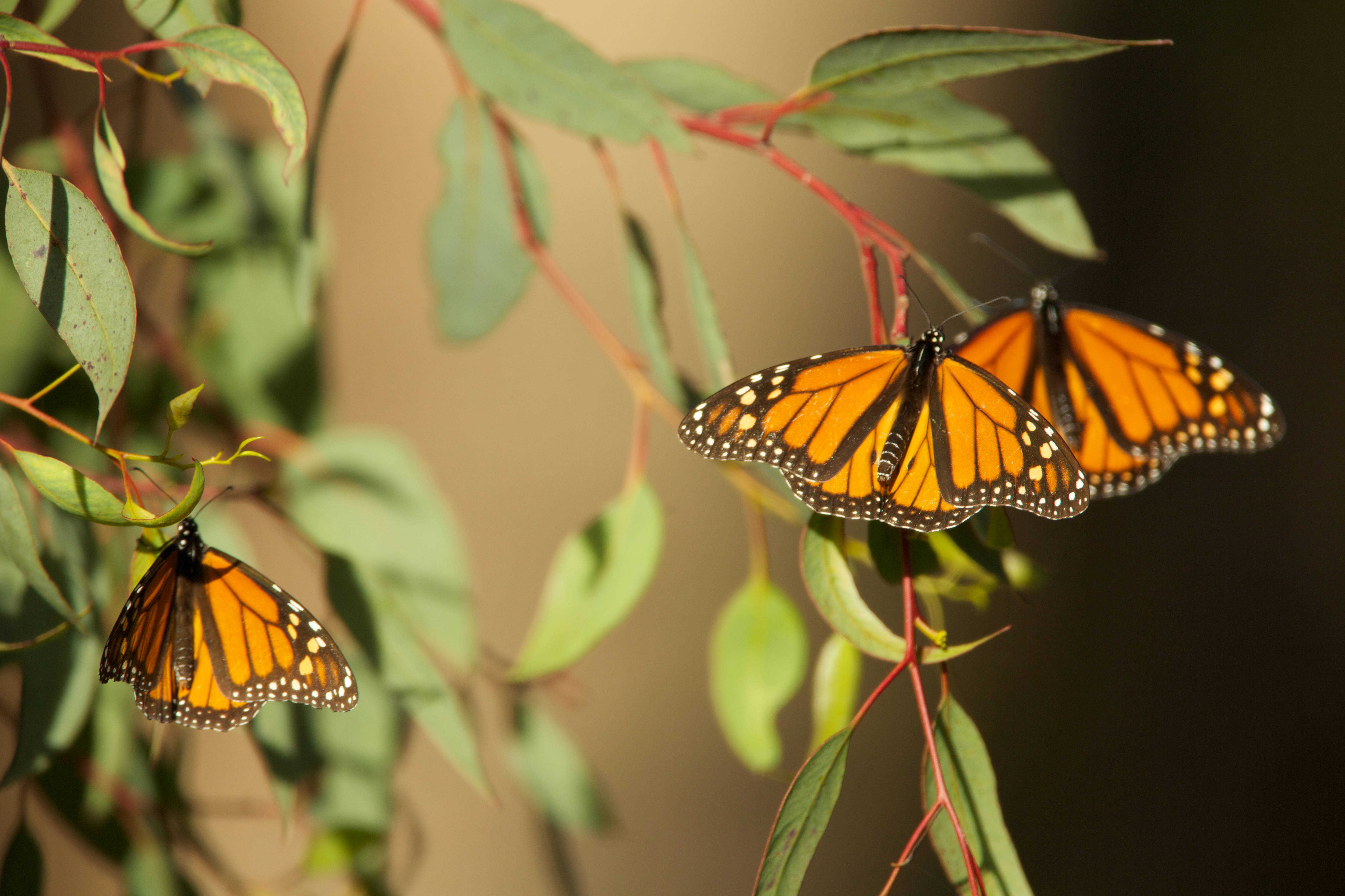 three monarch butterflies with open wings, perched on plant