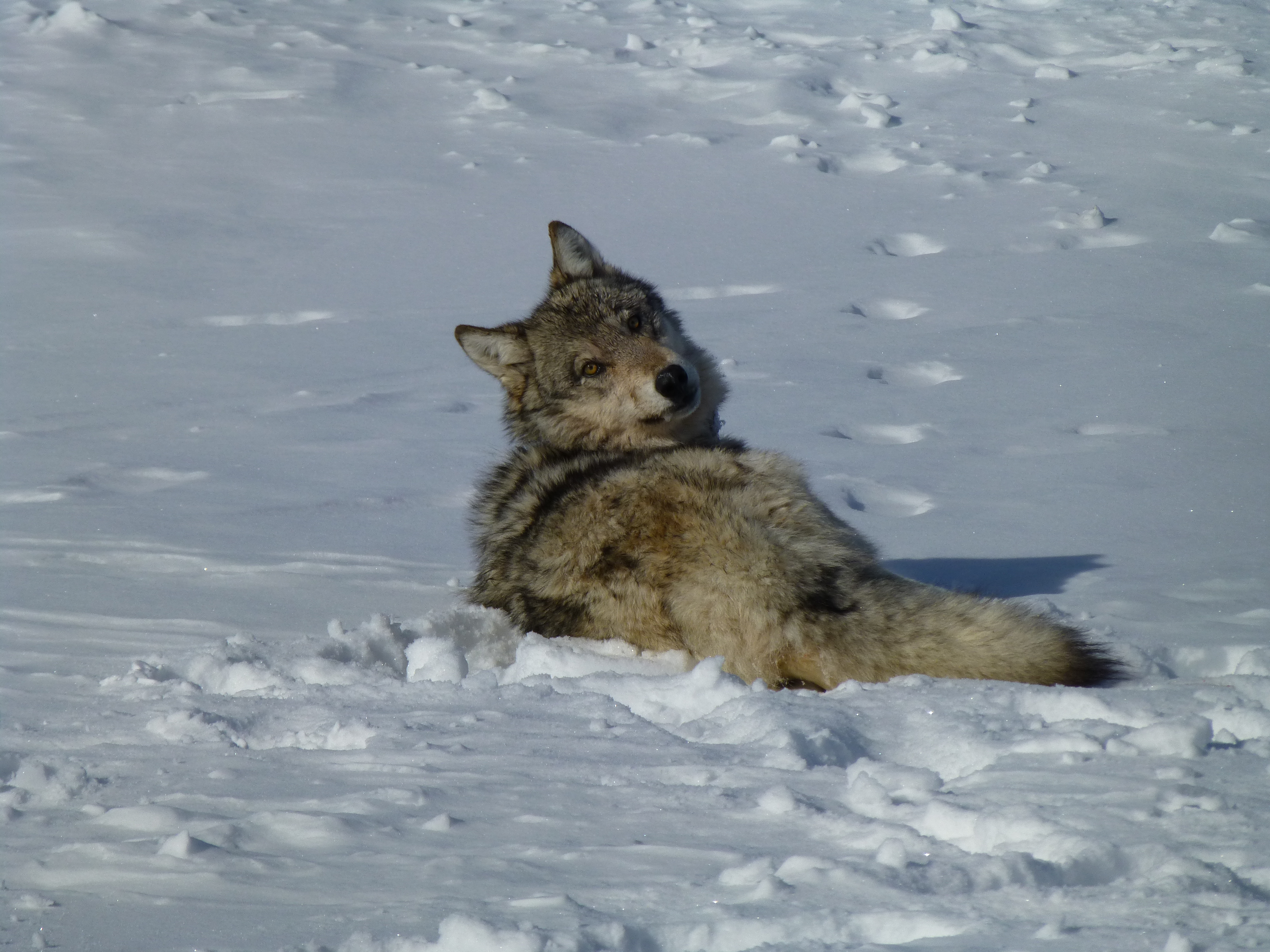 Gray wolf in the snow | FWS.gov