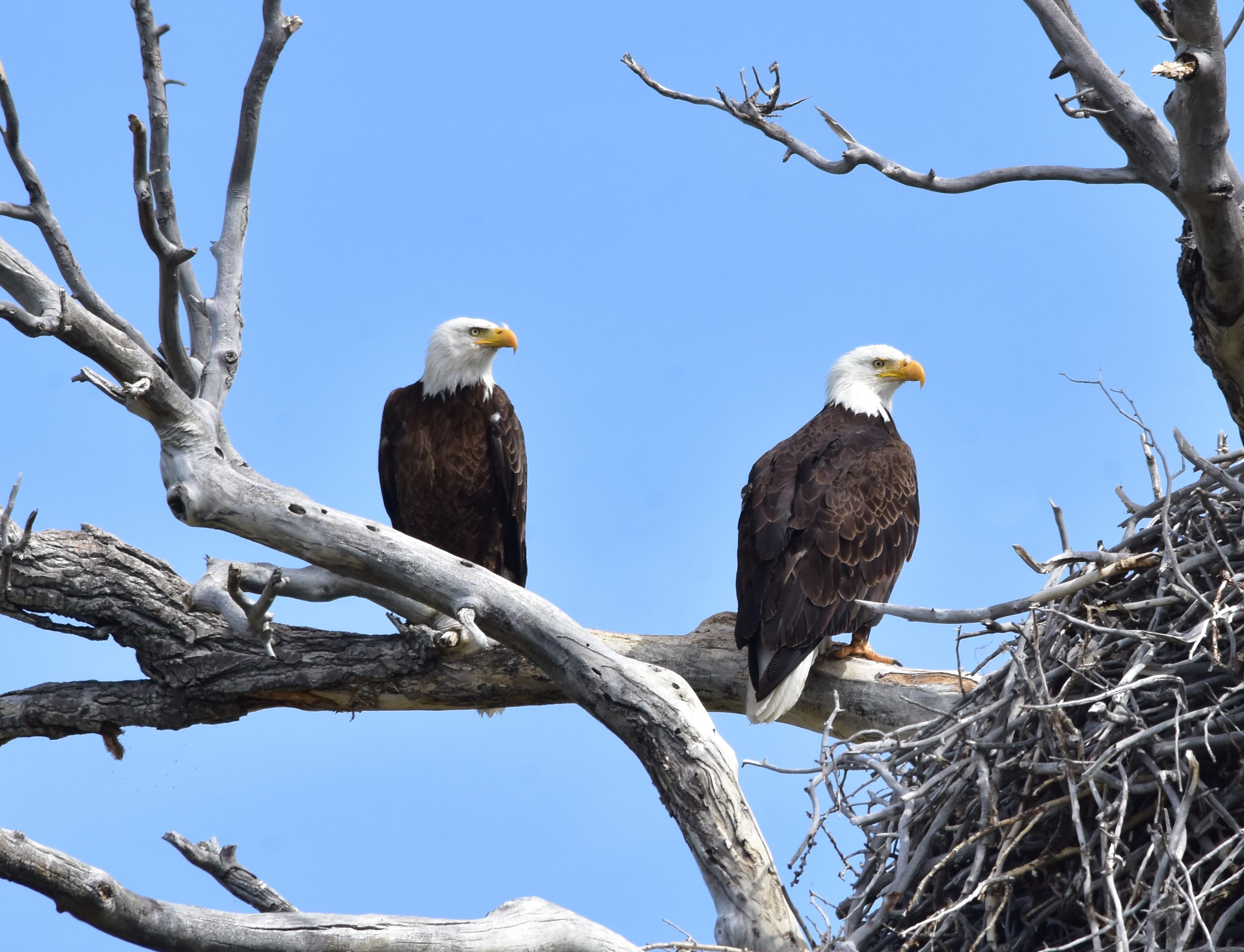Two bald eagles perched along a nest