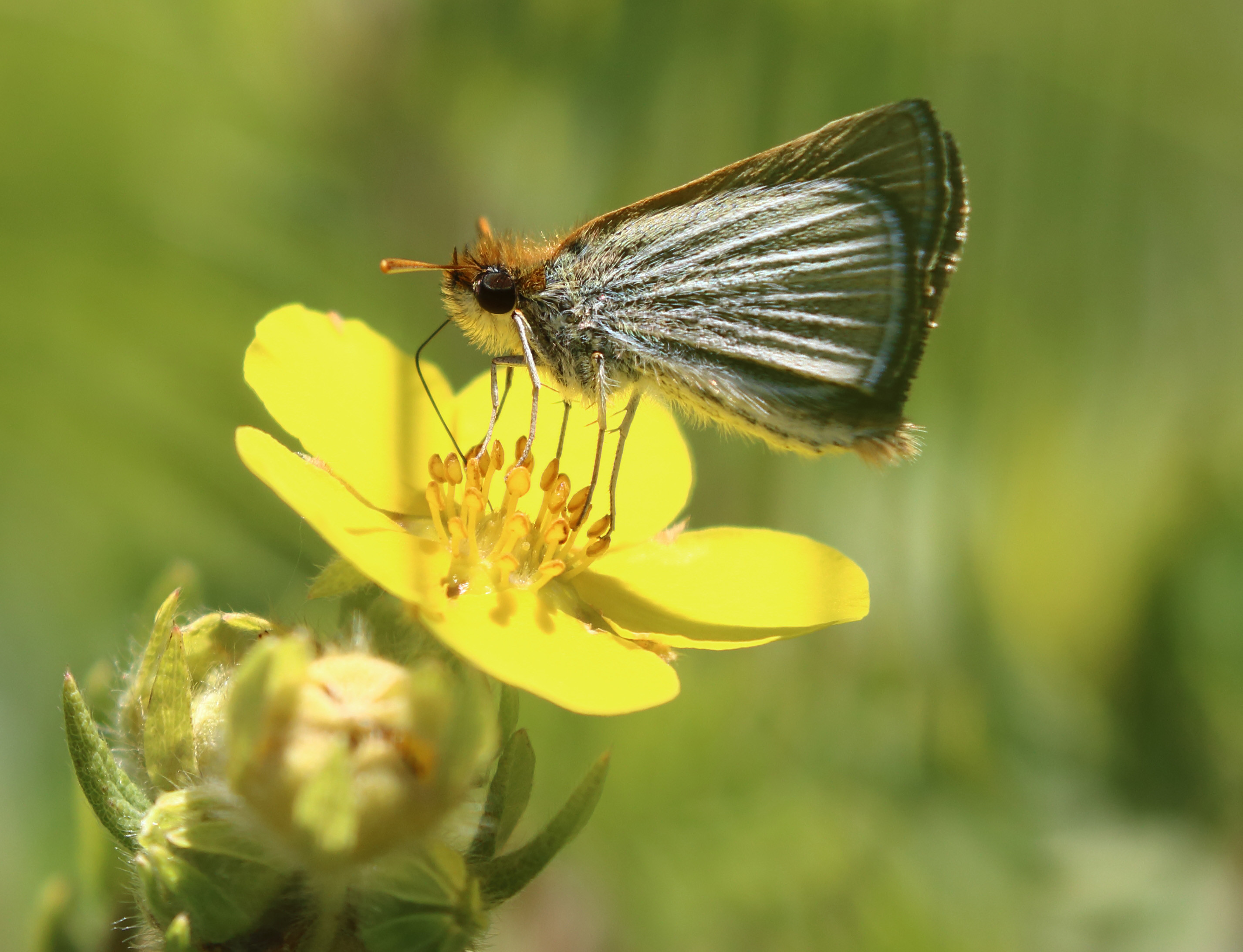 Poweshiek skipperling sipping nectar from a yellow flower