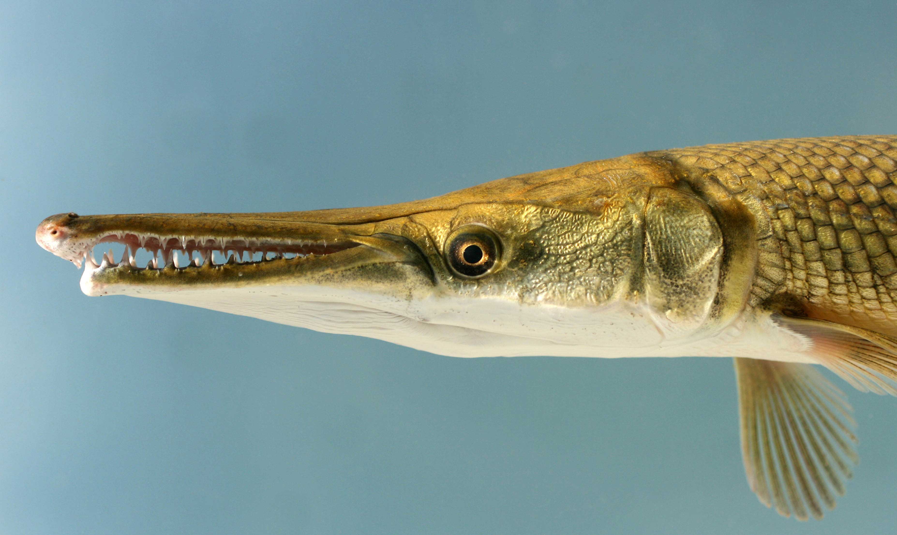 Alligator Gar FWS gov