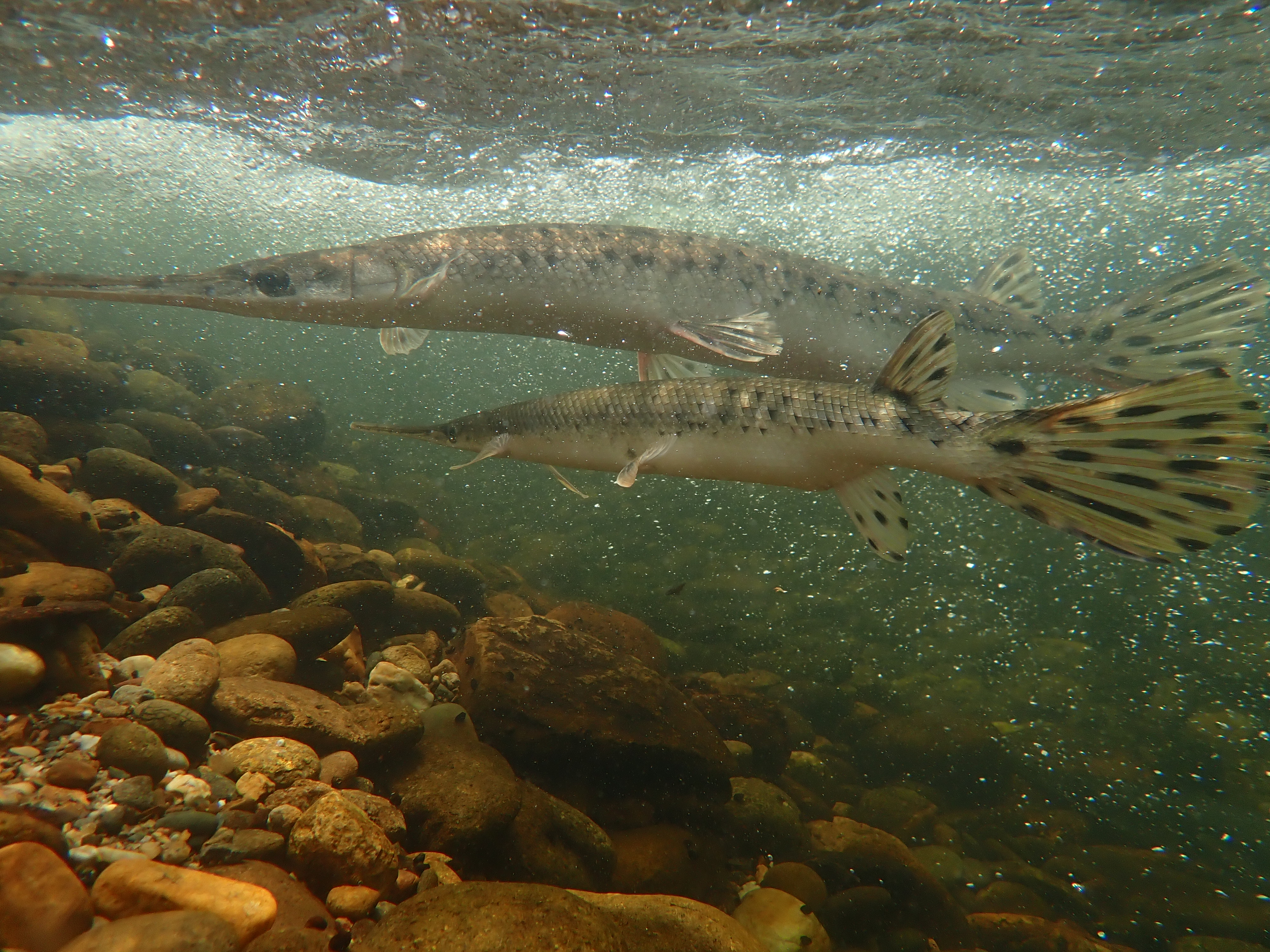 Two long-bodied fish swimming in a river