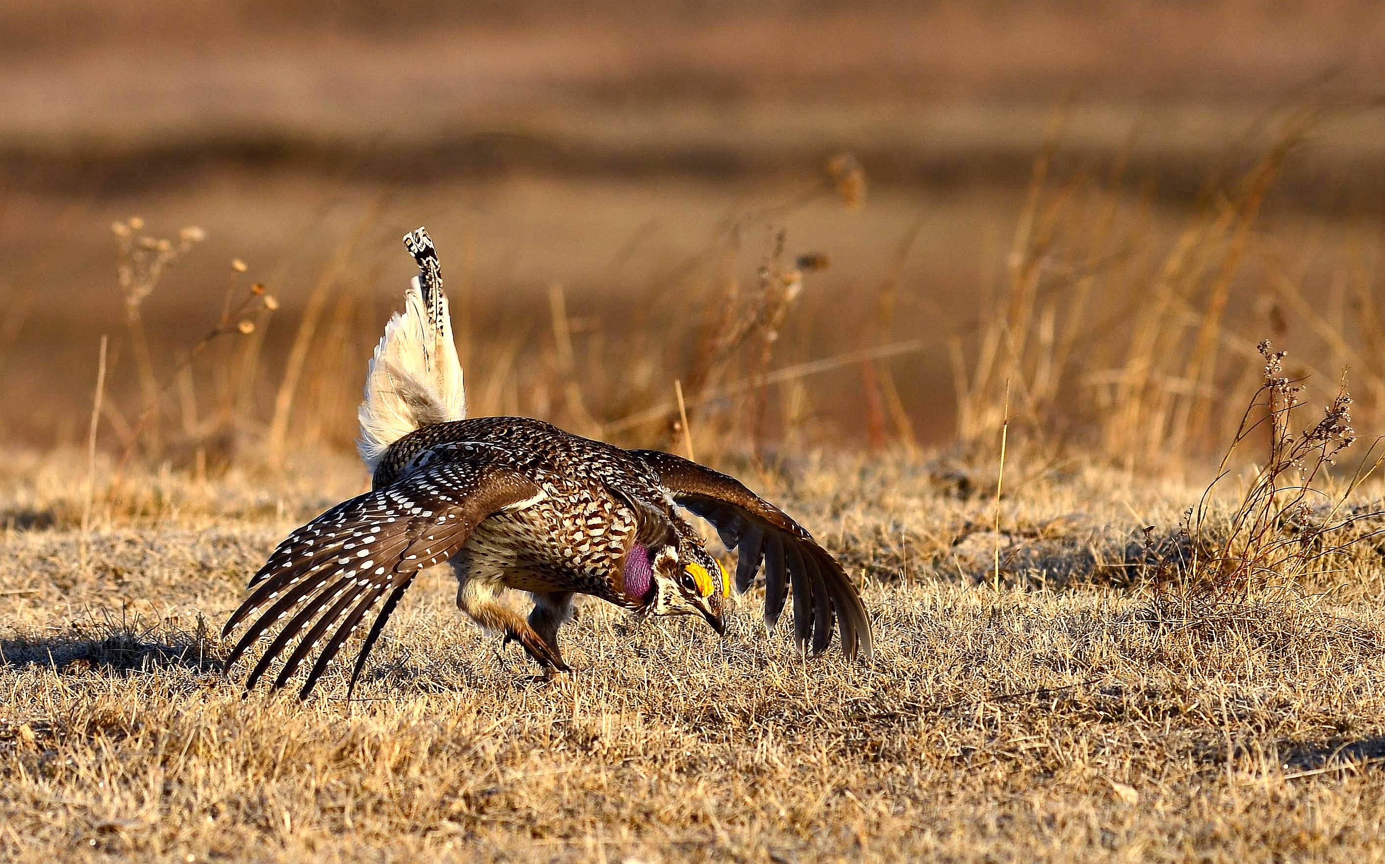 sharp-tailed grouse 