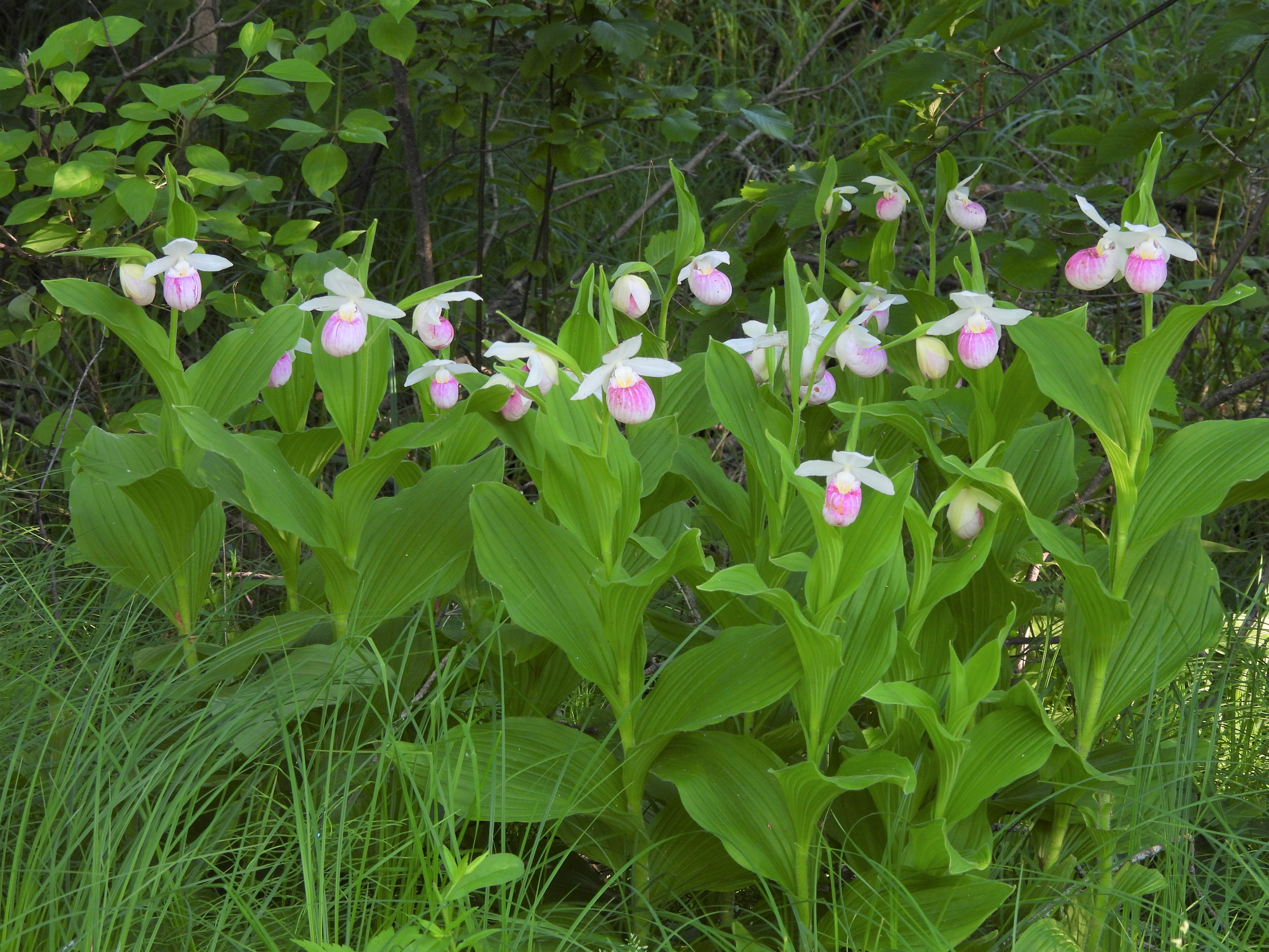 Showy Lady's Slippers in bloom