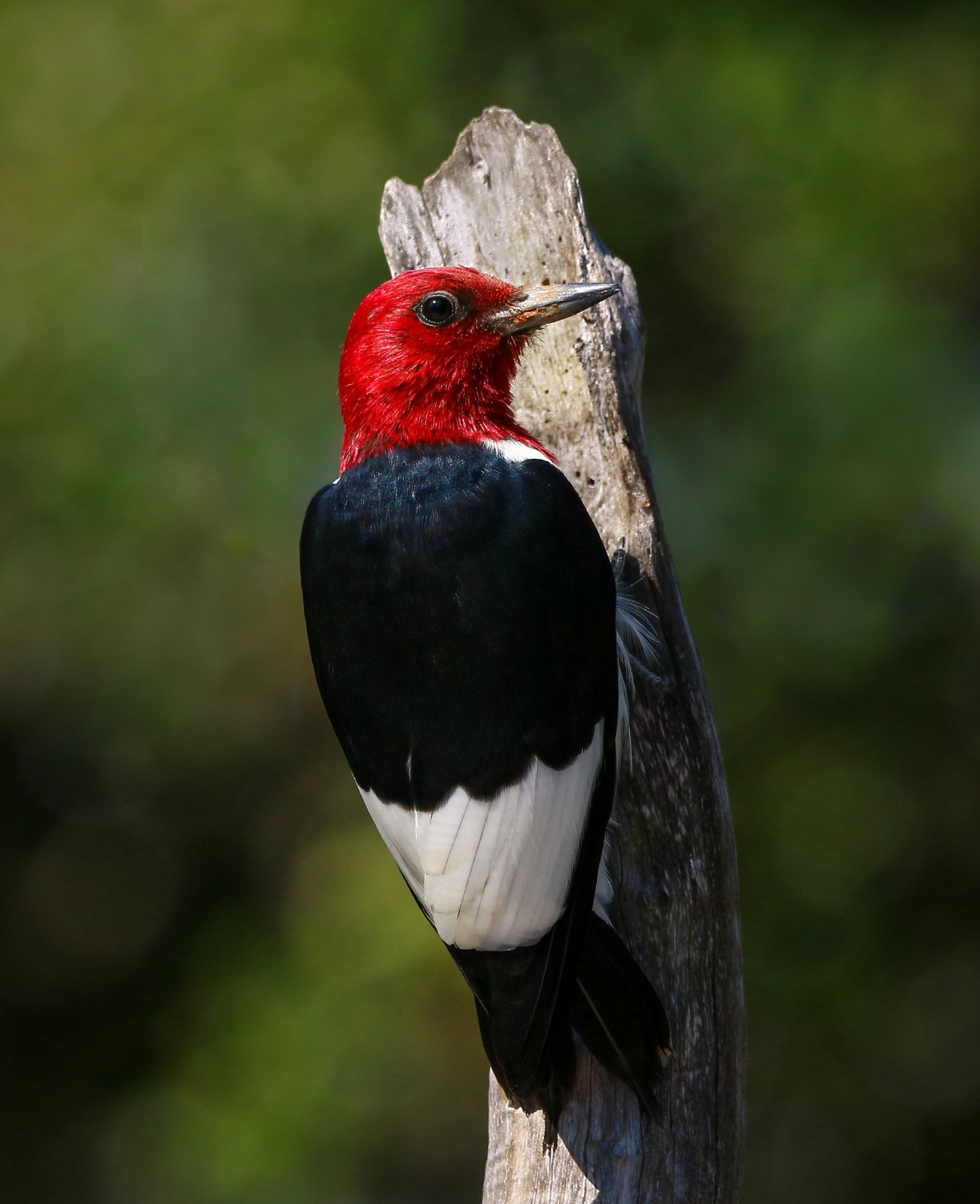 Red-headed white & black woodpecker hanging on a brown broken branch