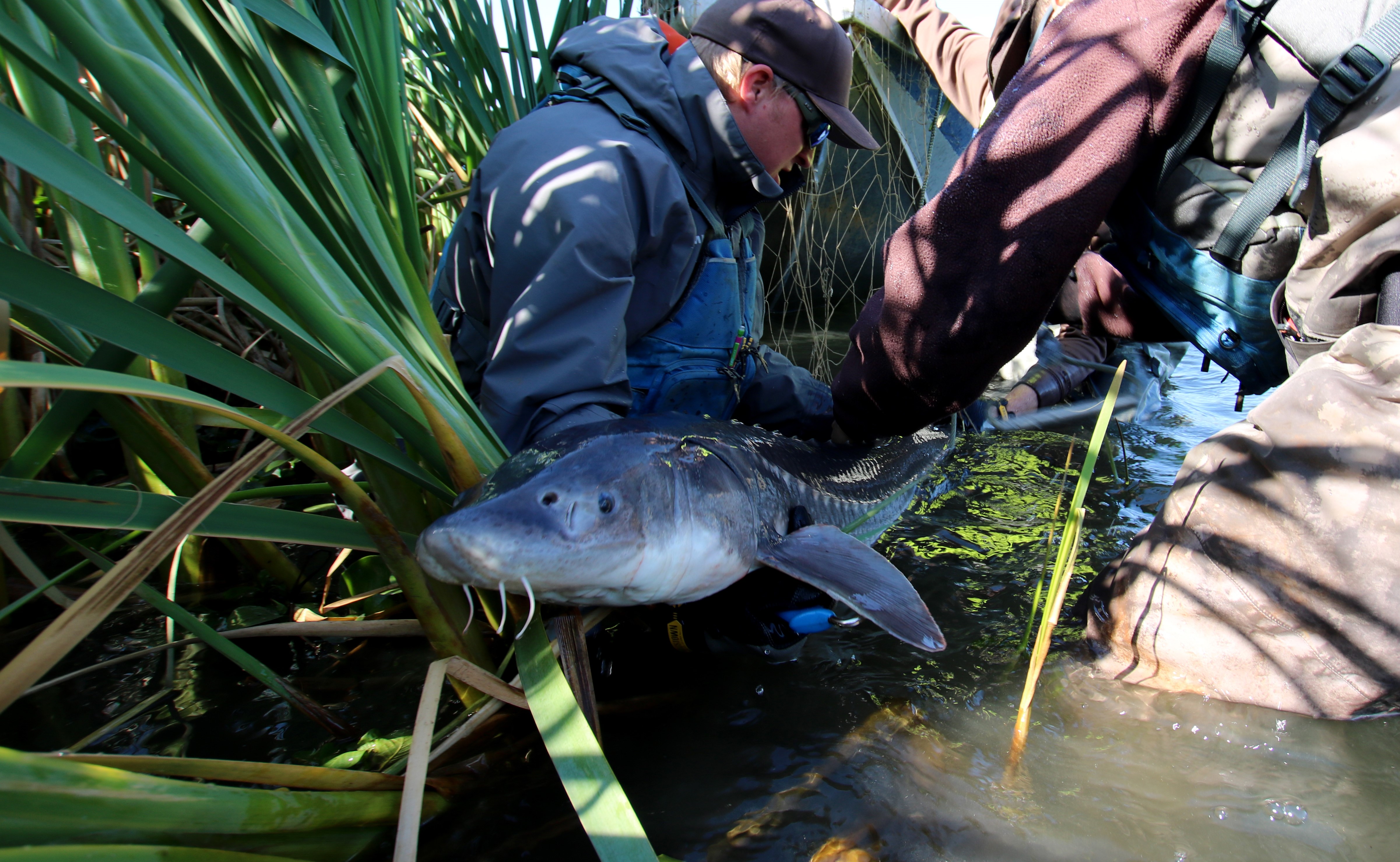 Three men hold a long, shiny, gray fish in the water near the edge of a river. 