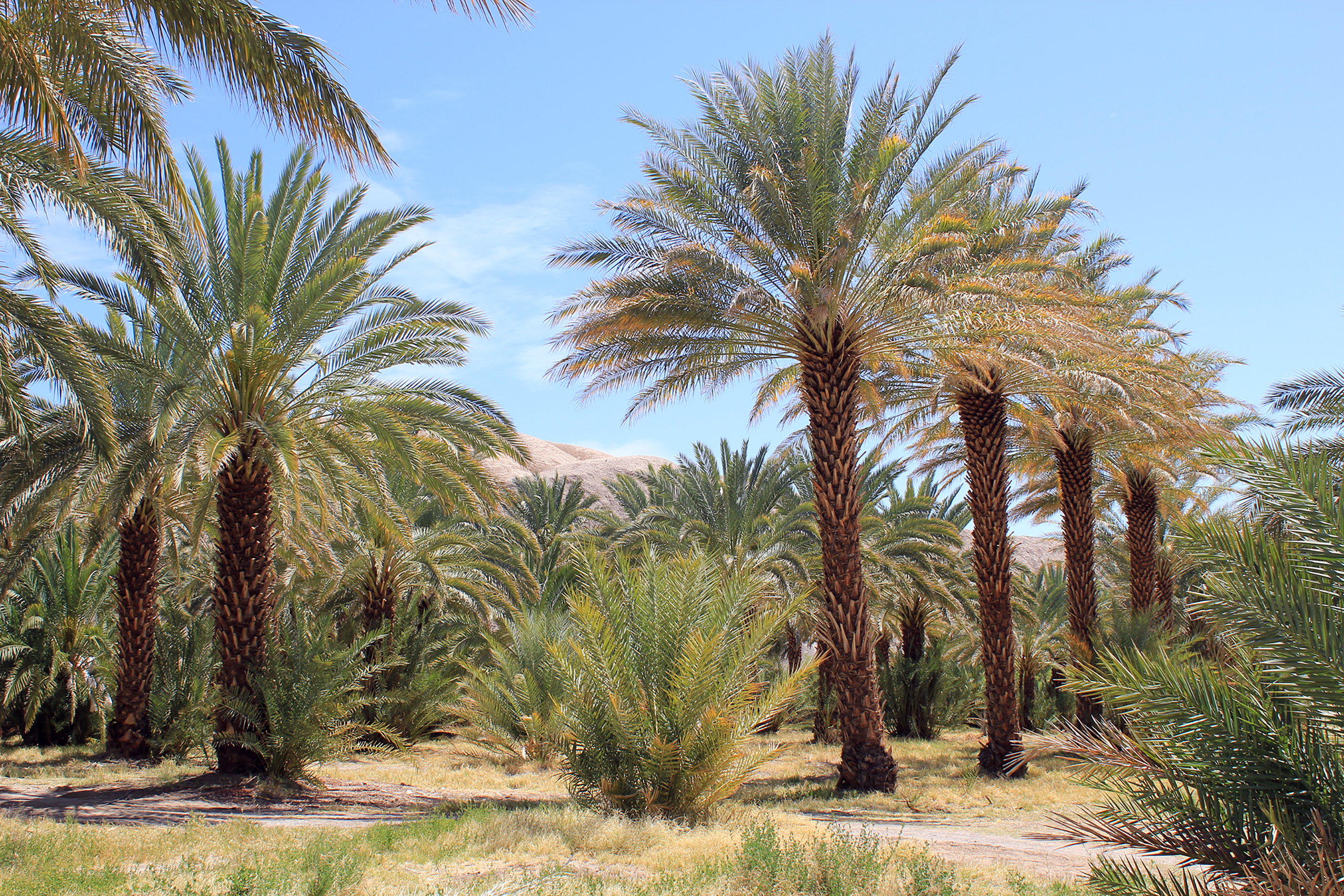 Date Palm Trees in rows