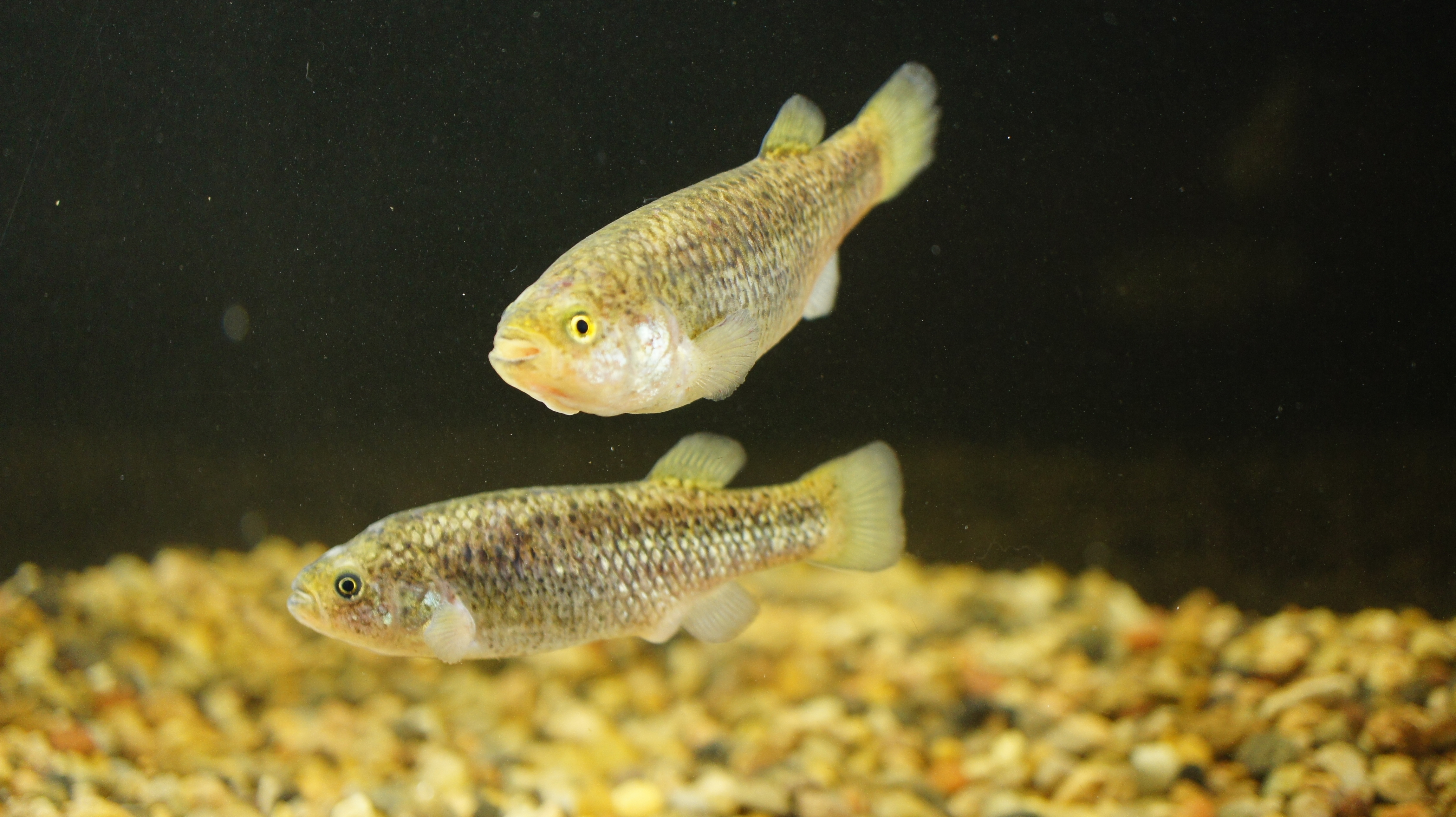 Two small, speckled brown fish