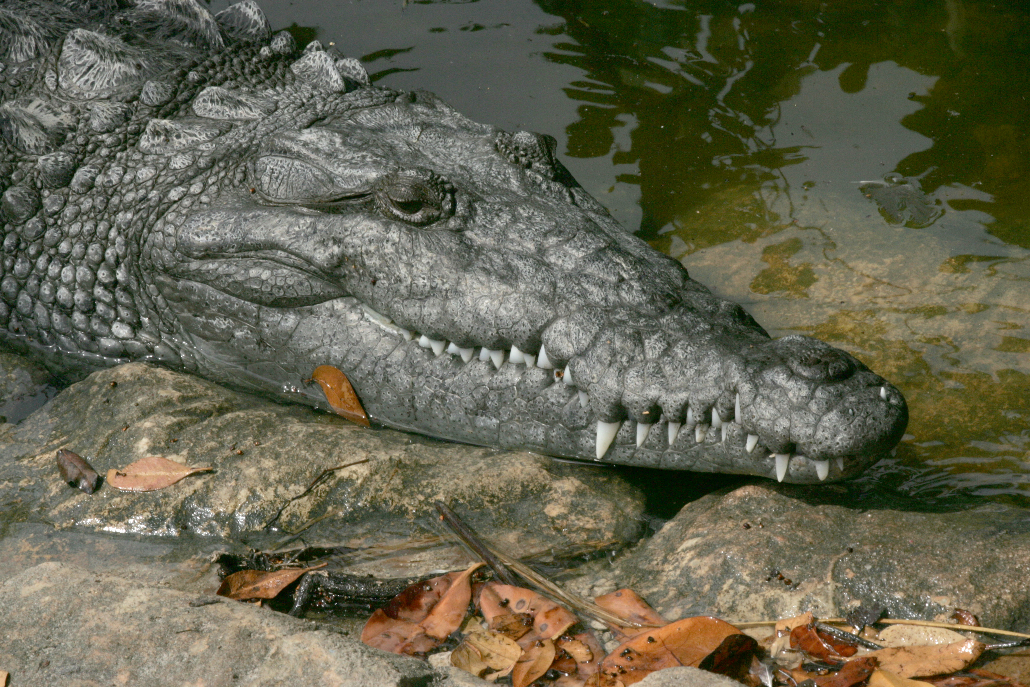 A large gery reptile on the bank of a water body with large, sharp, white teeth