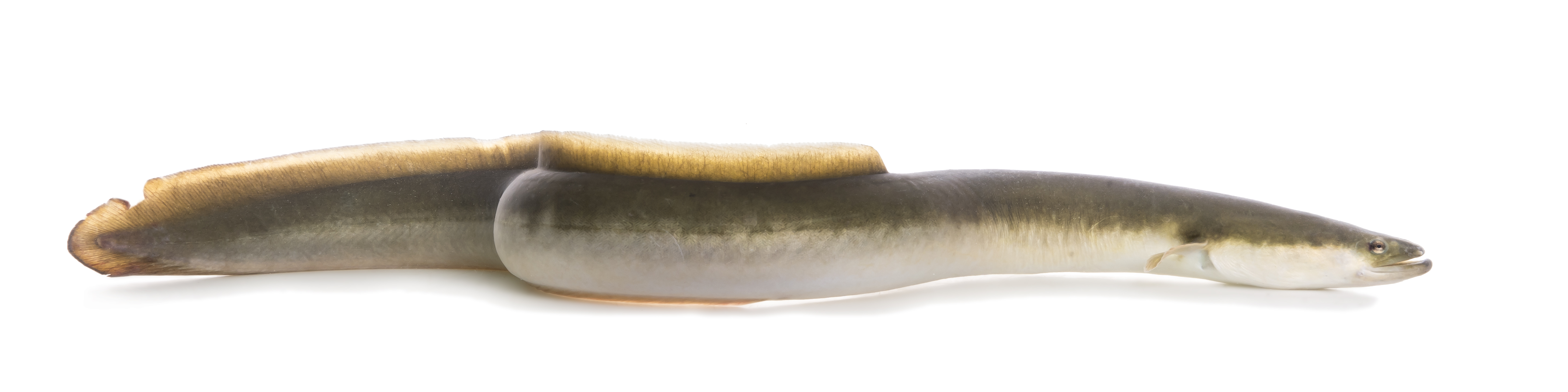 A long eel with a yellow dorsal fin, green coloring on the top, and white coloring on the bottom