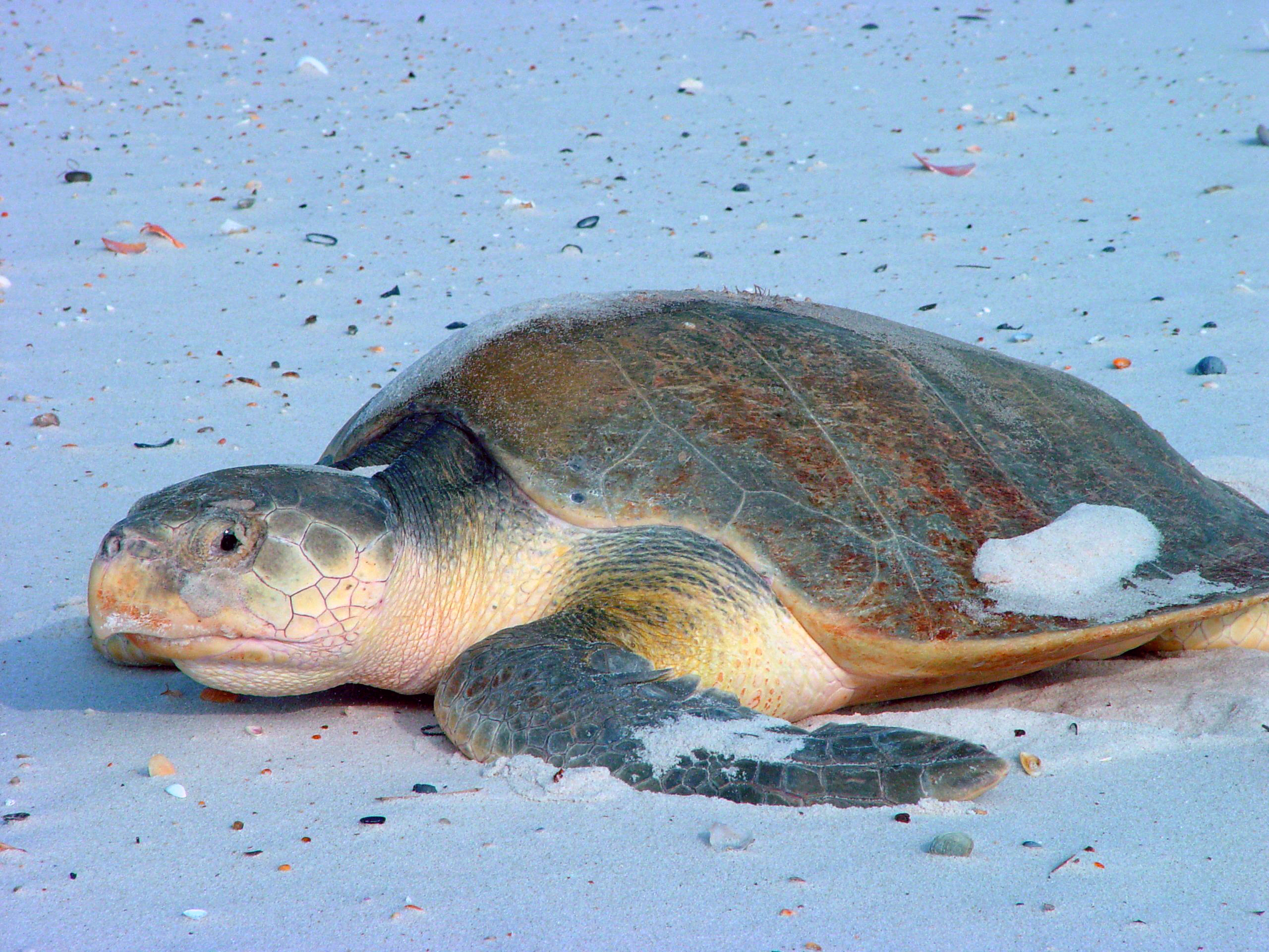 A greenish brown sea turtle laying on the beach