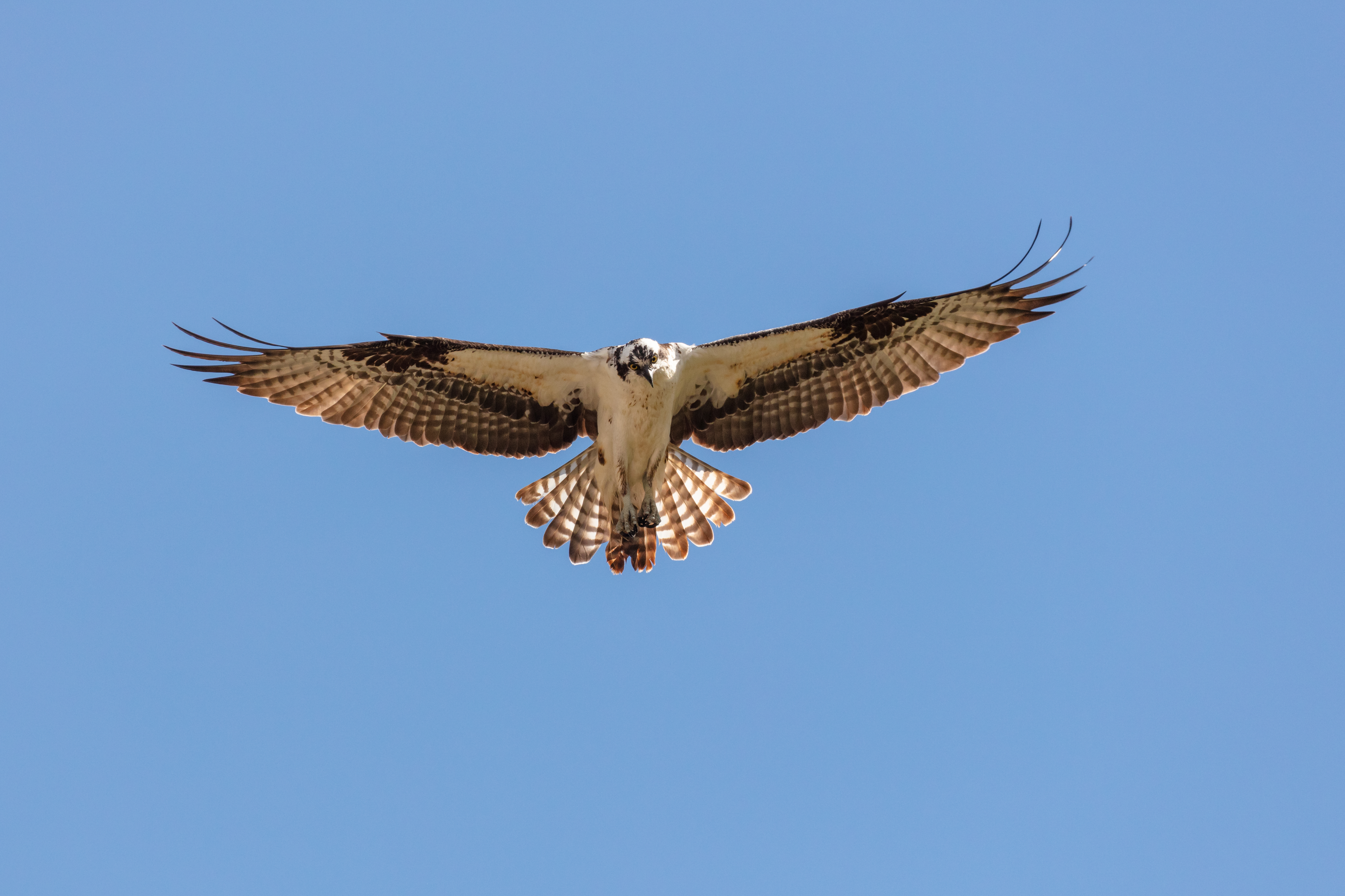 A bird of prey with white breast and black and brown patterned wings in the sky