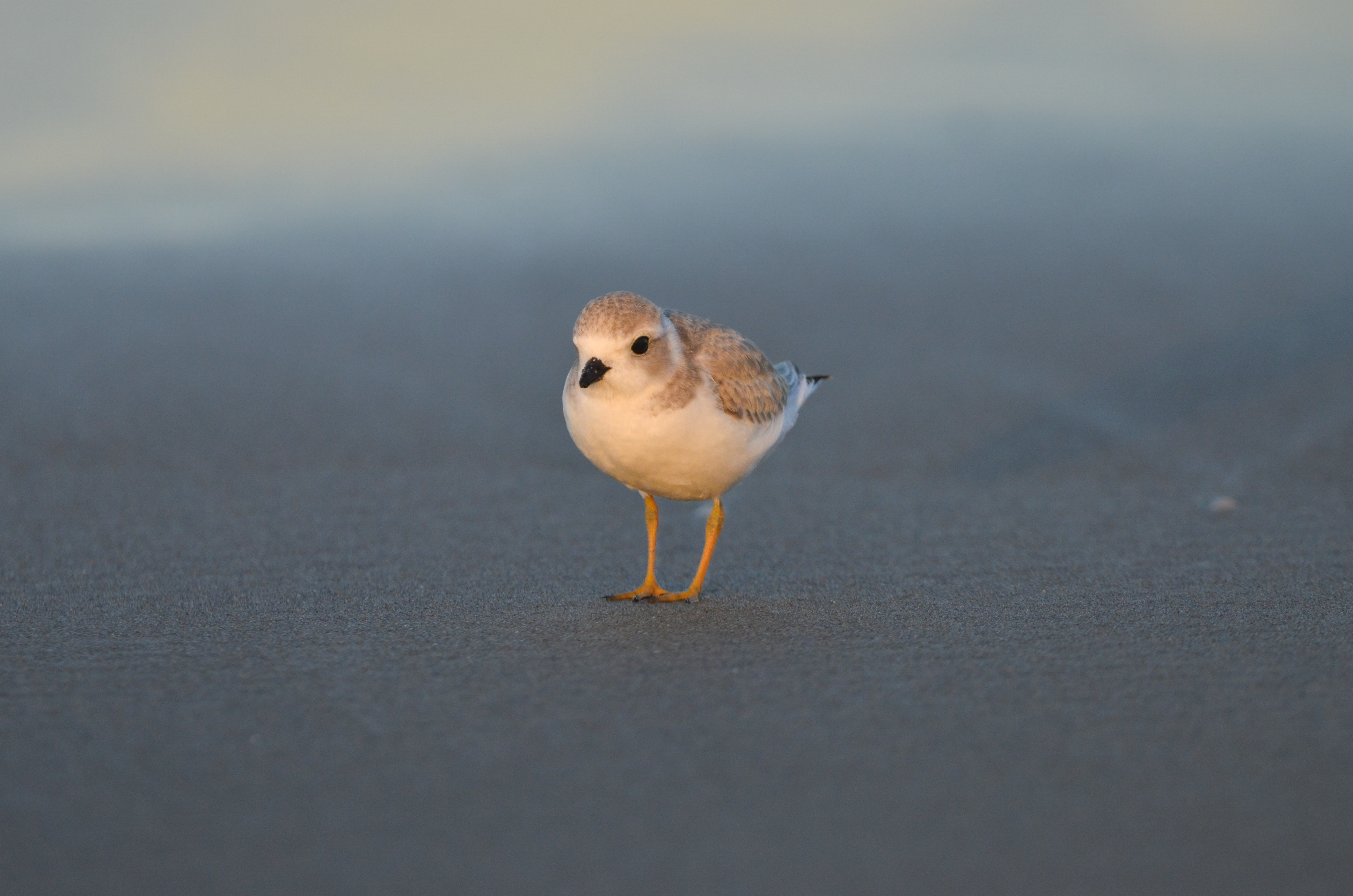 Piping plover on sandy beach
