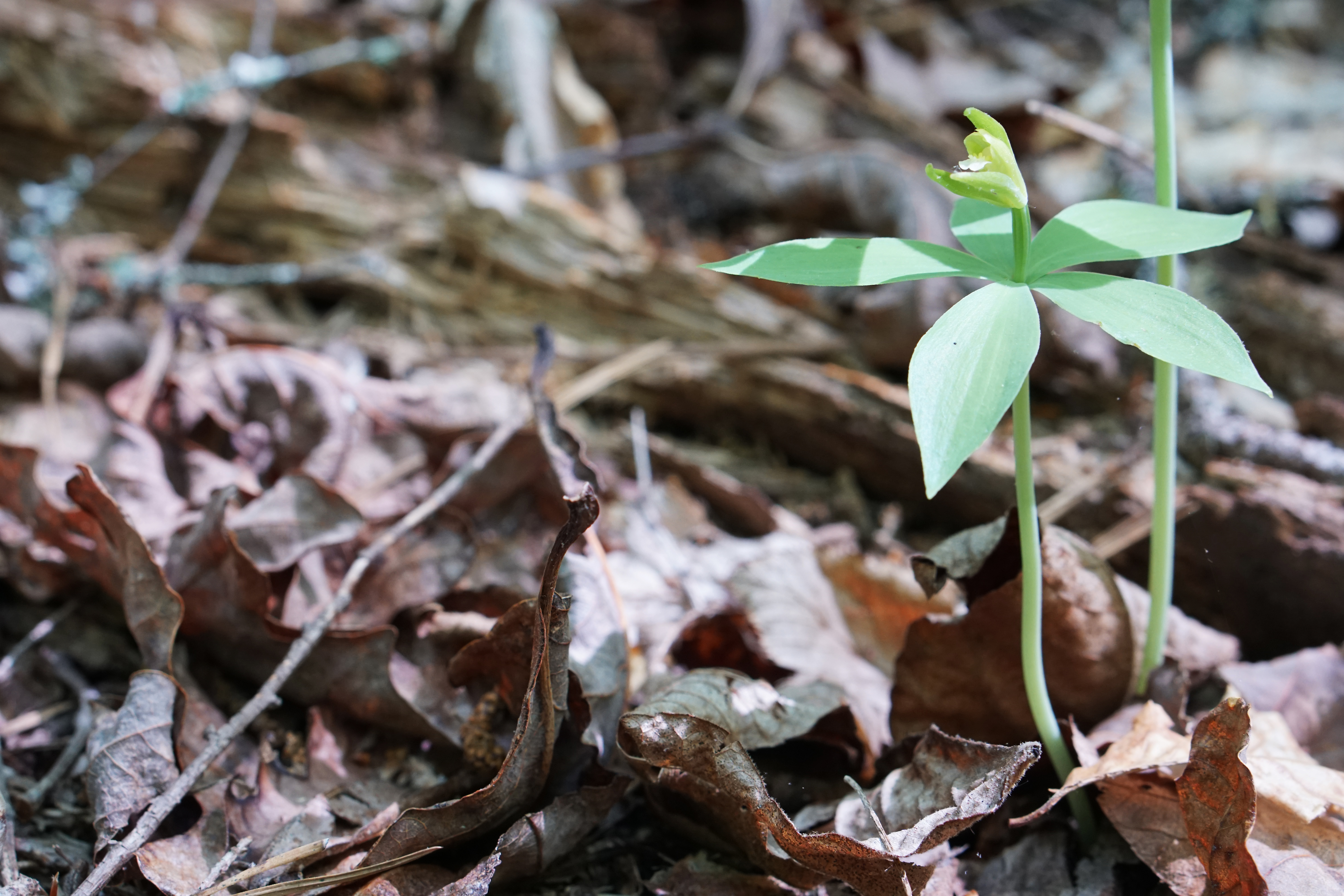 A bright orange stem, with five leaves and a flower emerging from the leaf-covered forest floor