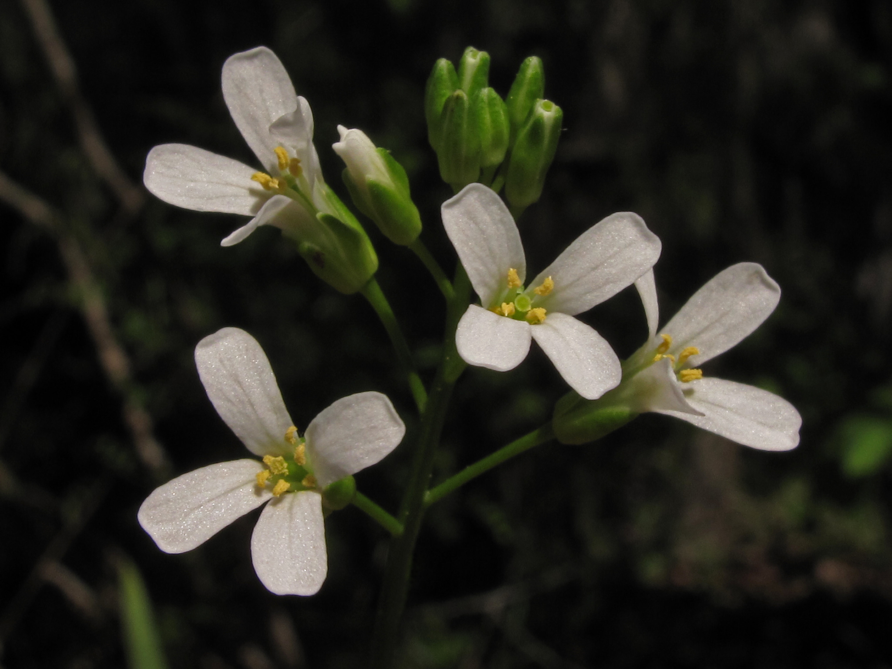 Small flowers with four white petals