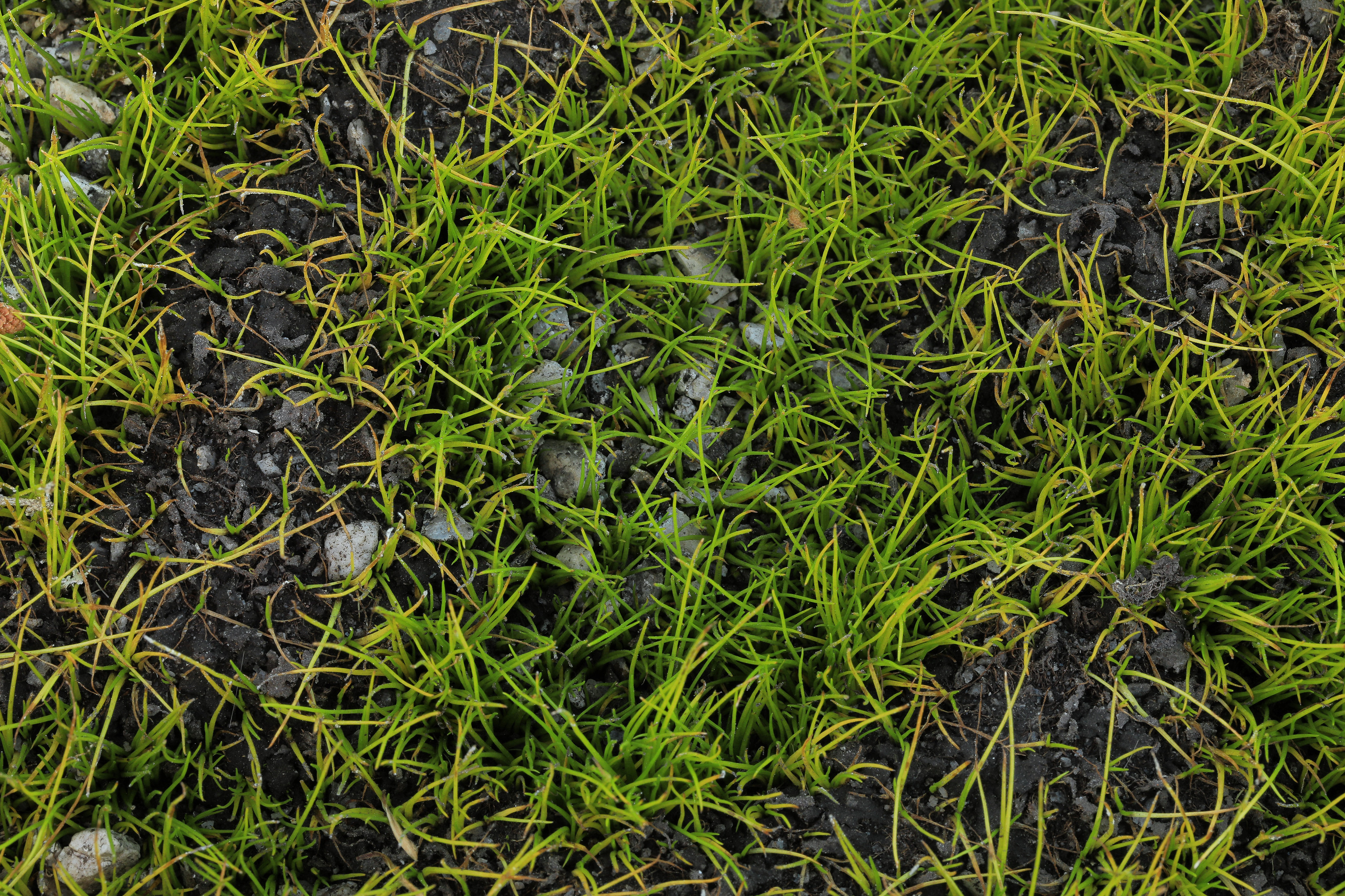 Small filamentous plant grows in a shallow rocky bed of soil