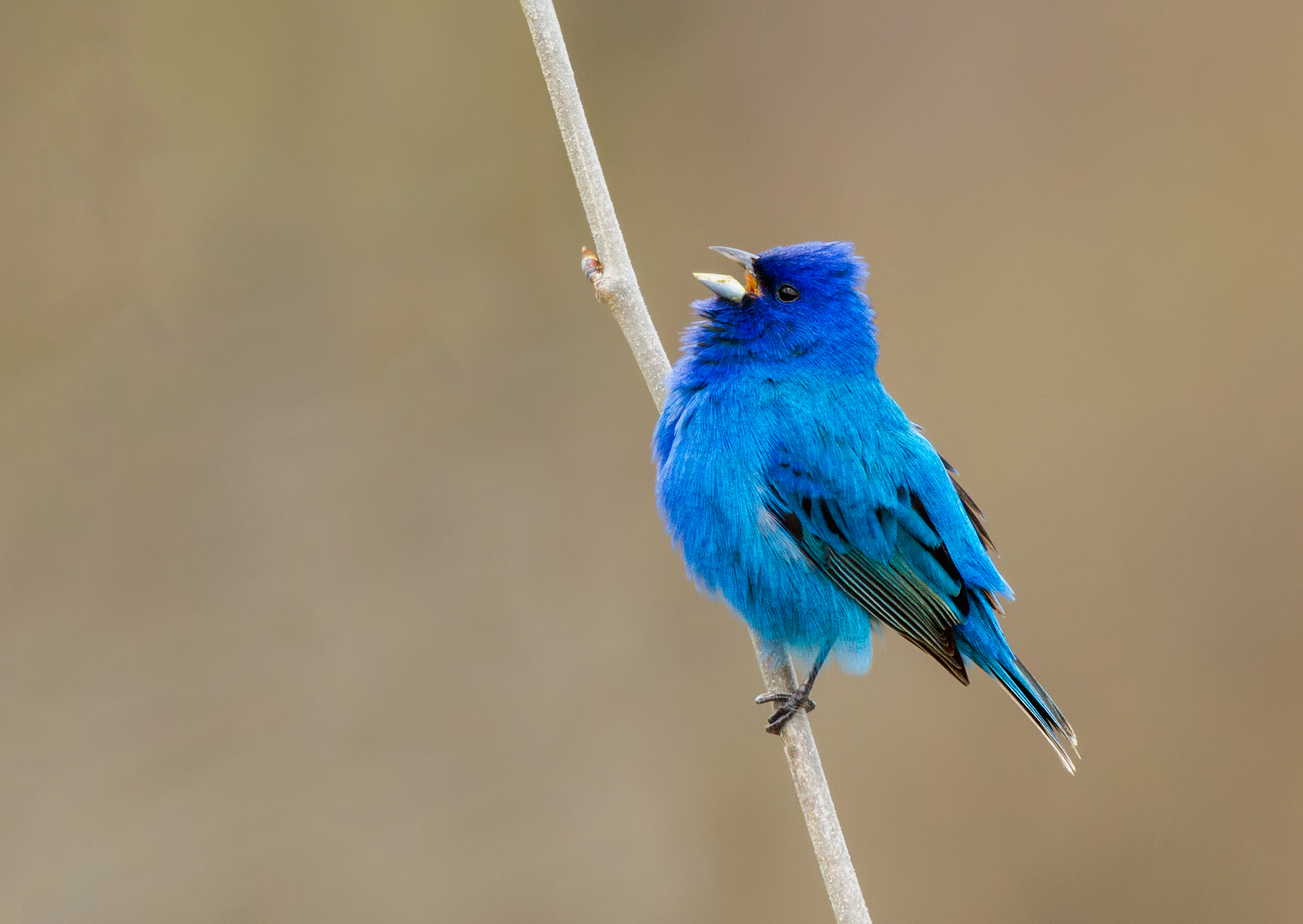 A bright blue bird with black feathers on it's wings calling from a small twig