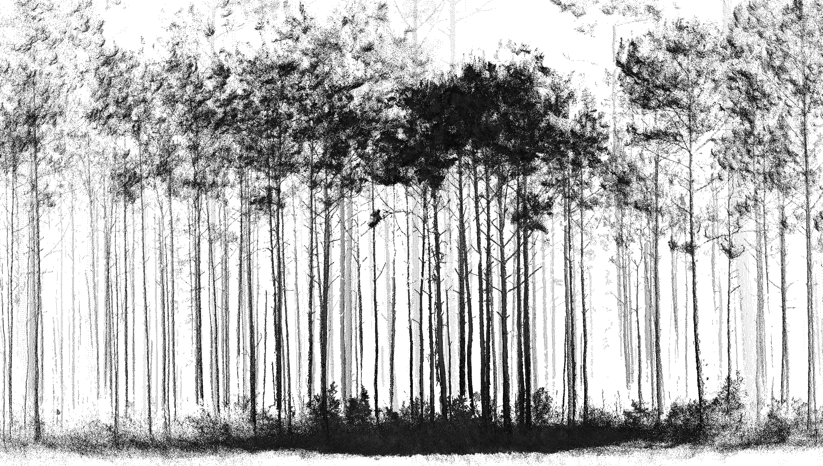 black and white image of trees