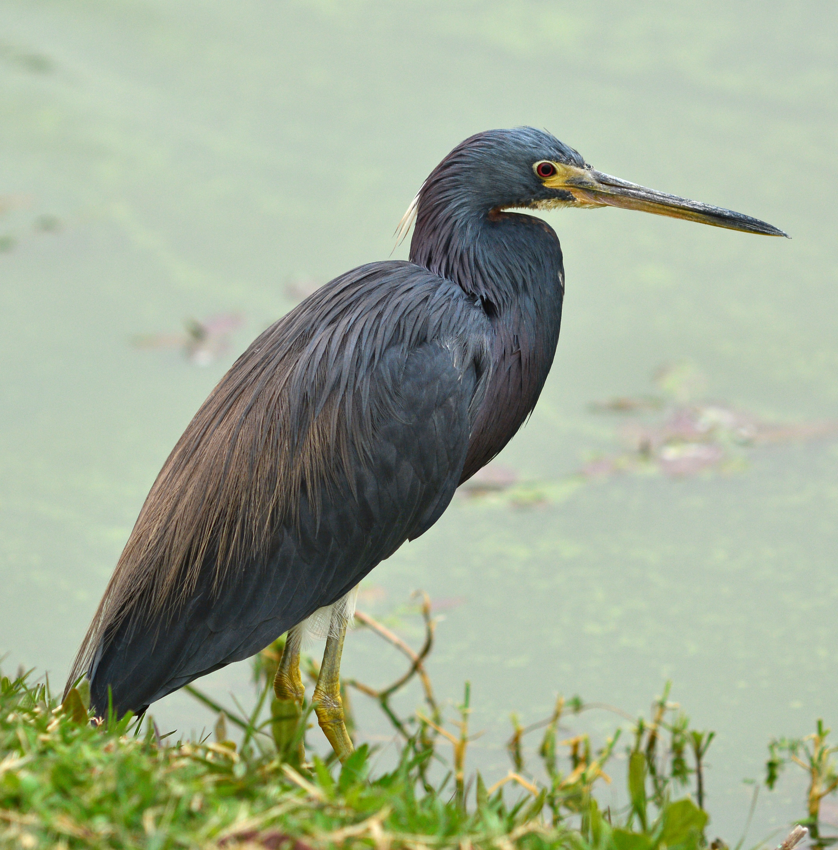 A greyish blue wading bird with long, sharp yellow beak on the edge of a wetland