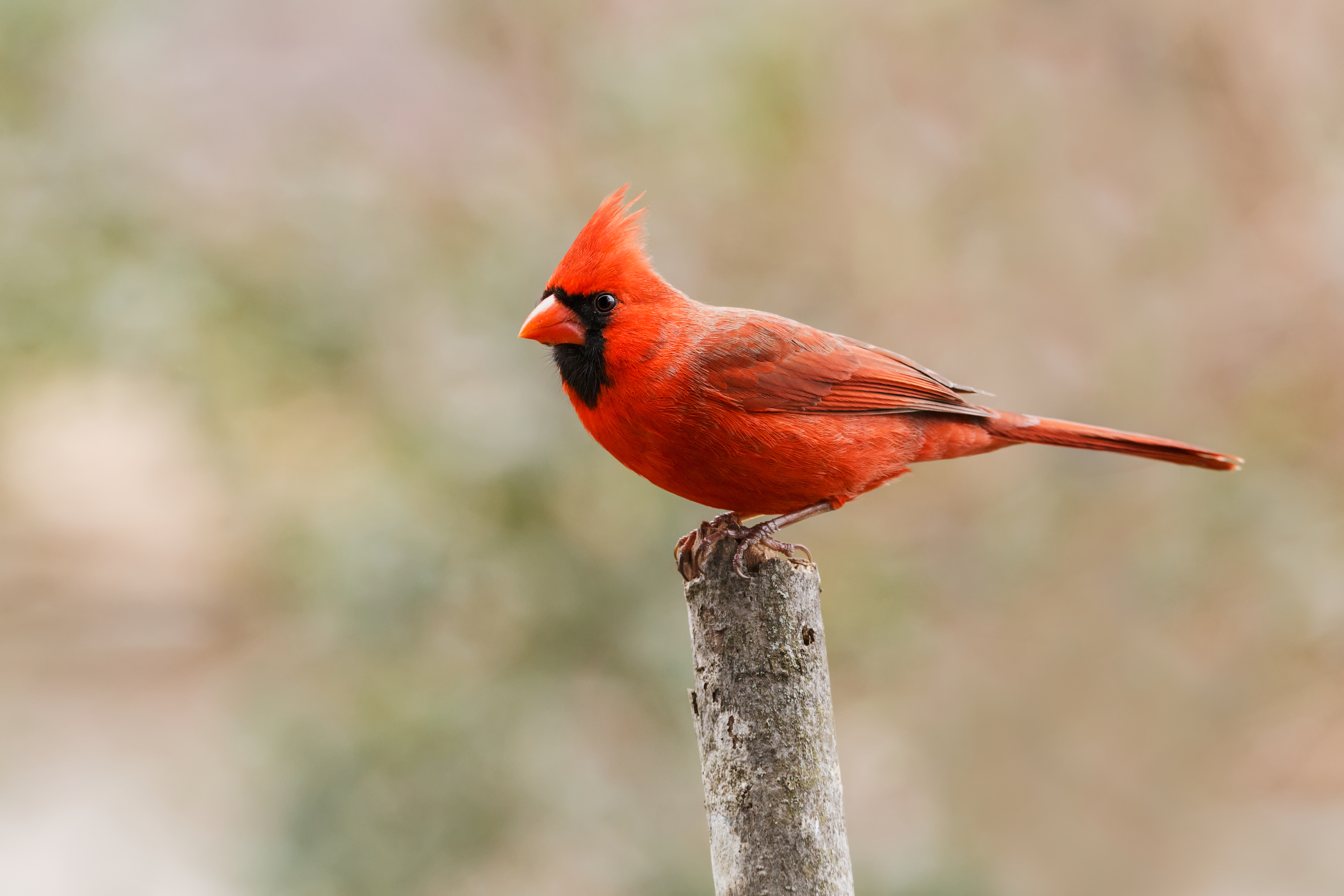 A bright red bird with black face and red beak standing on a stick