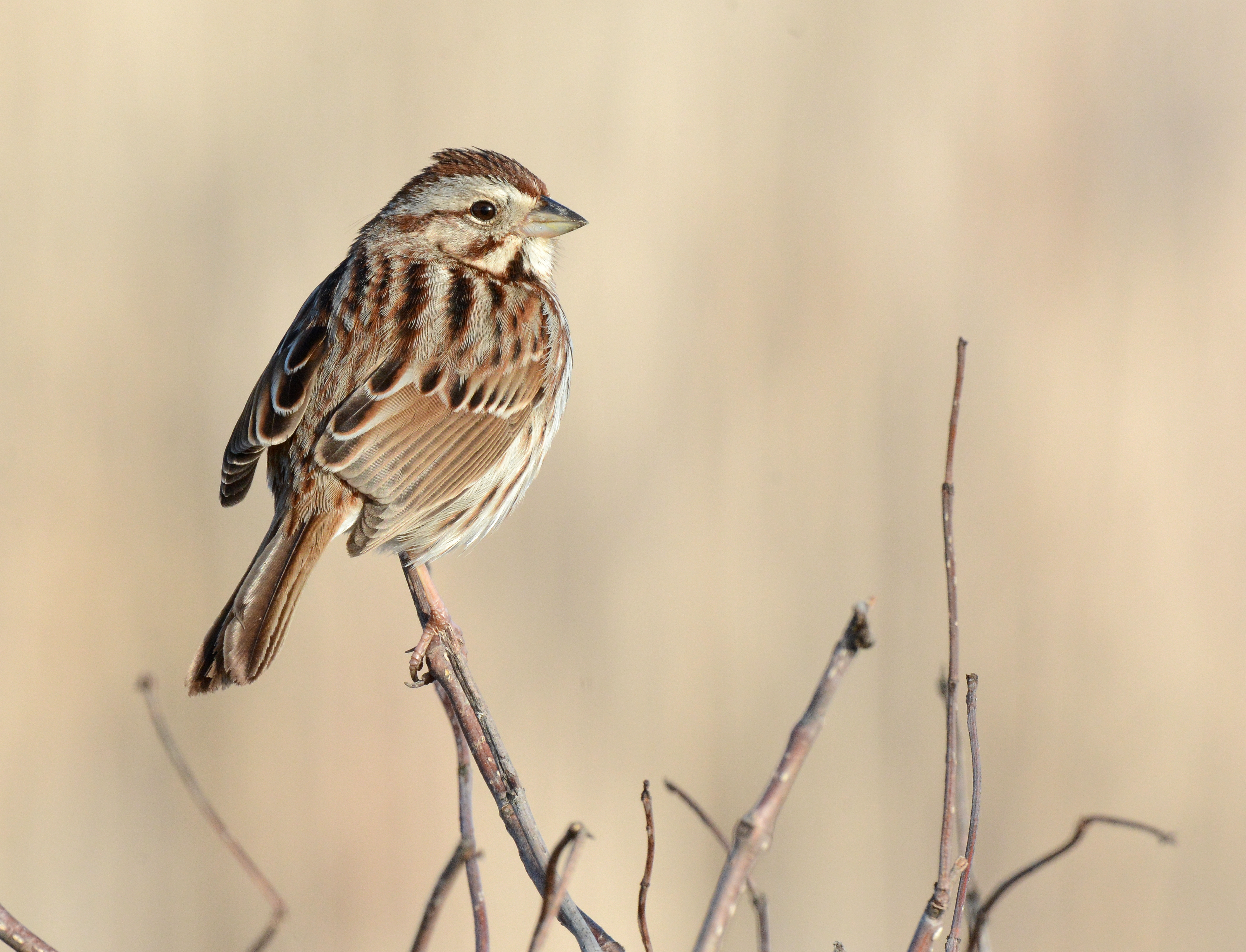 A brown and cream striped bird perched on a twig