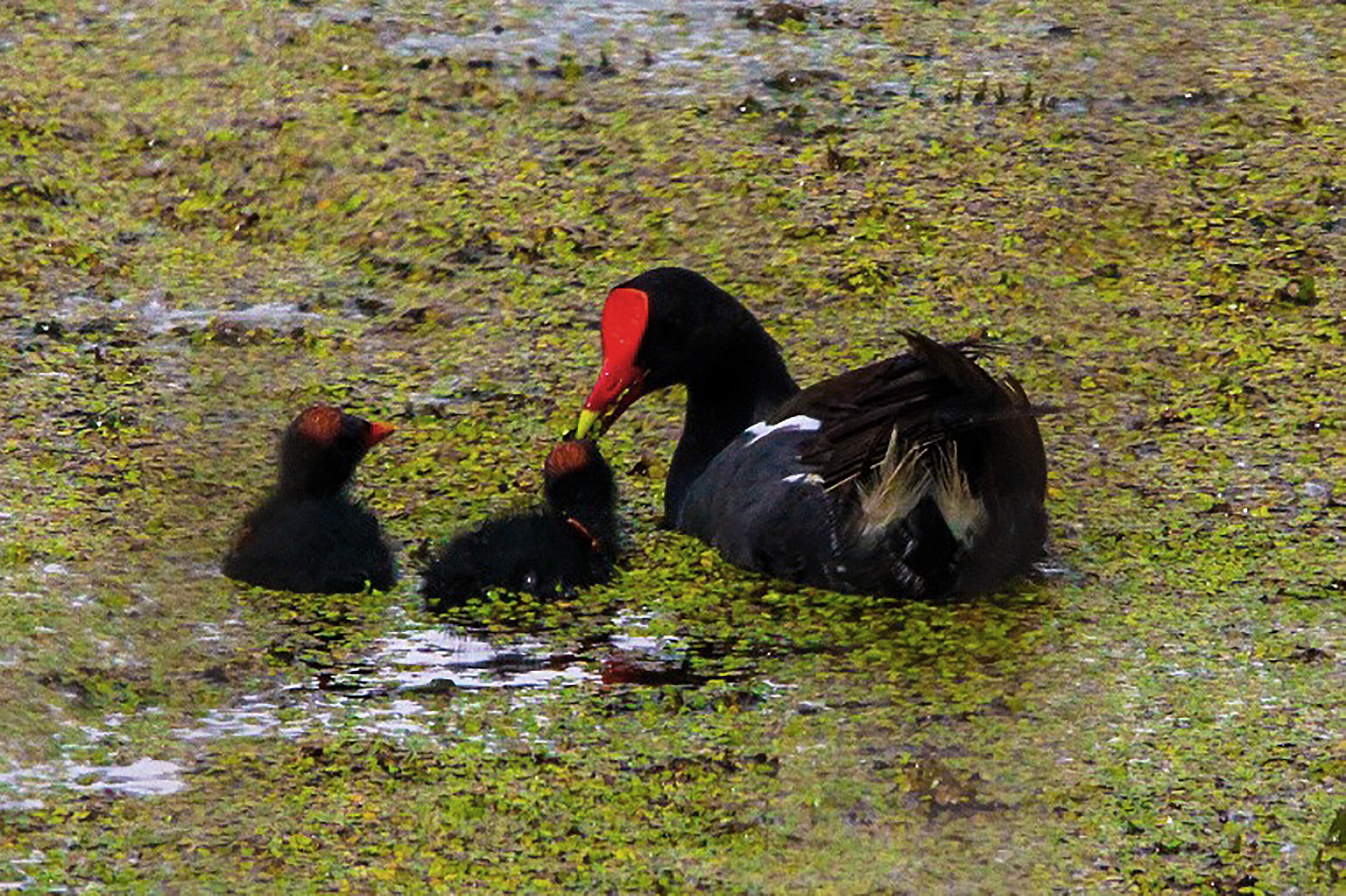 Waterfowl in the water, mother and chicks