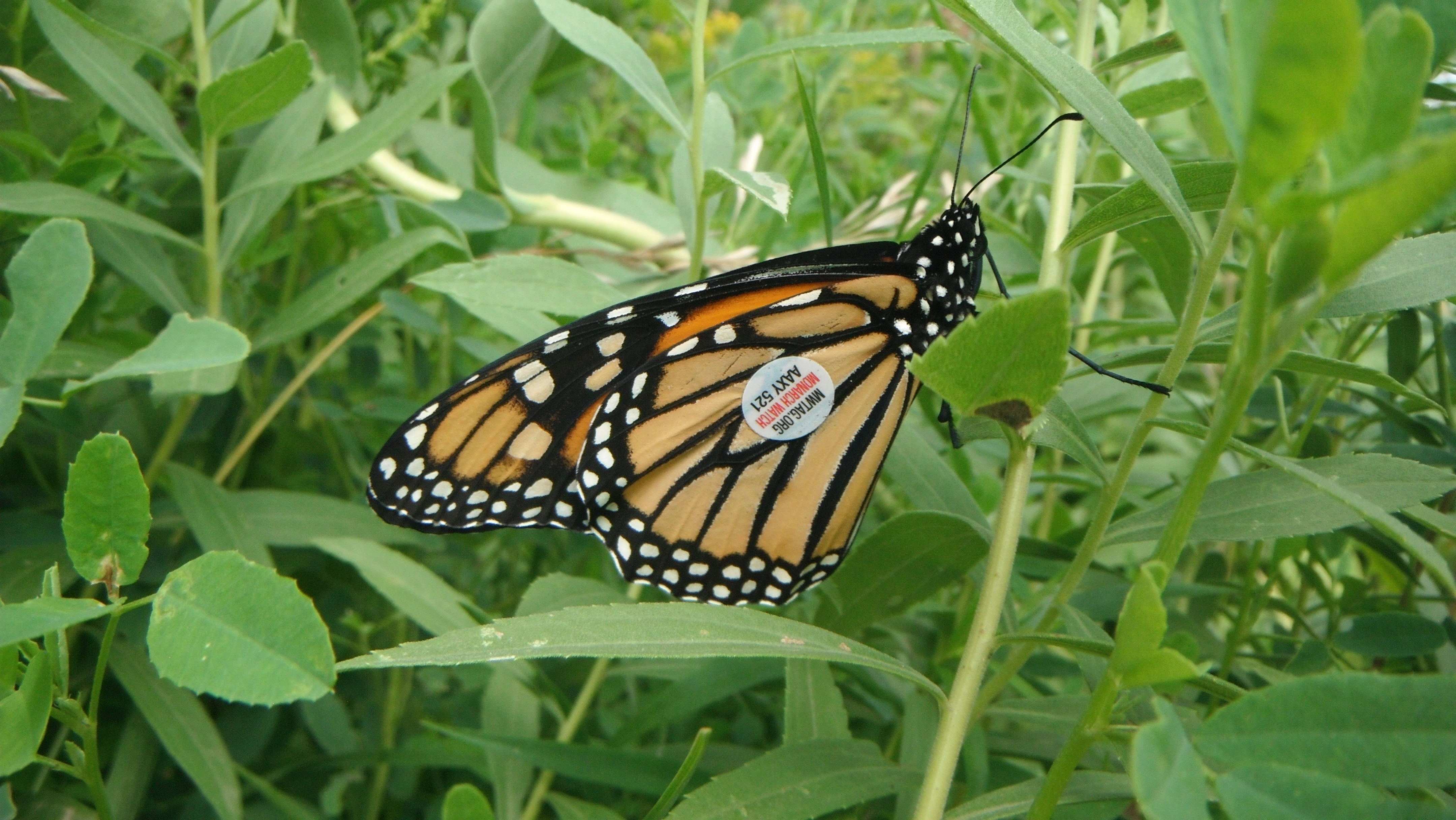 A tagged monarch butterfly perched in gree plants