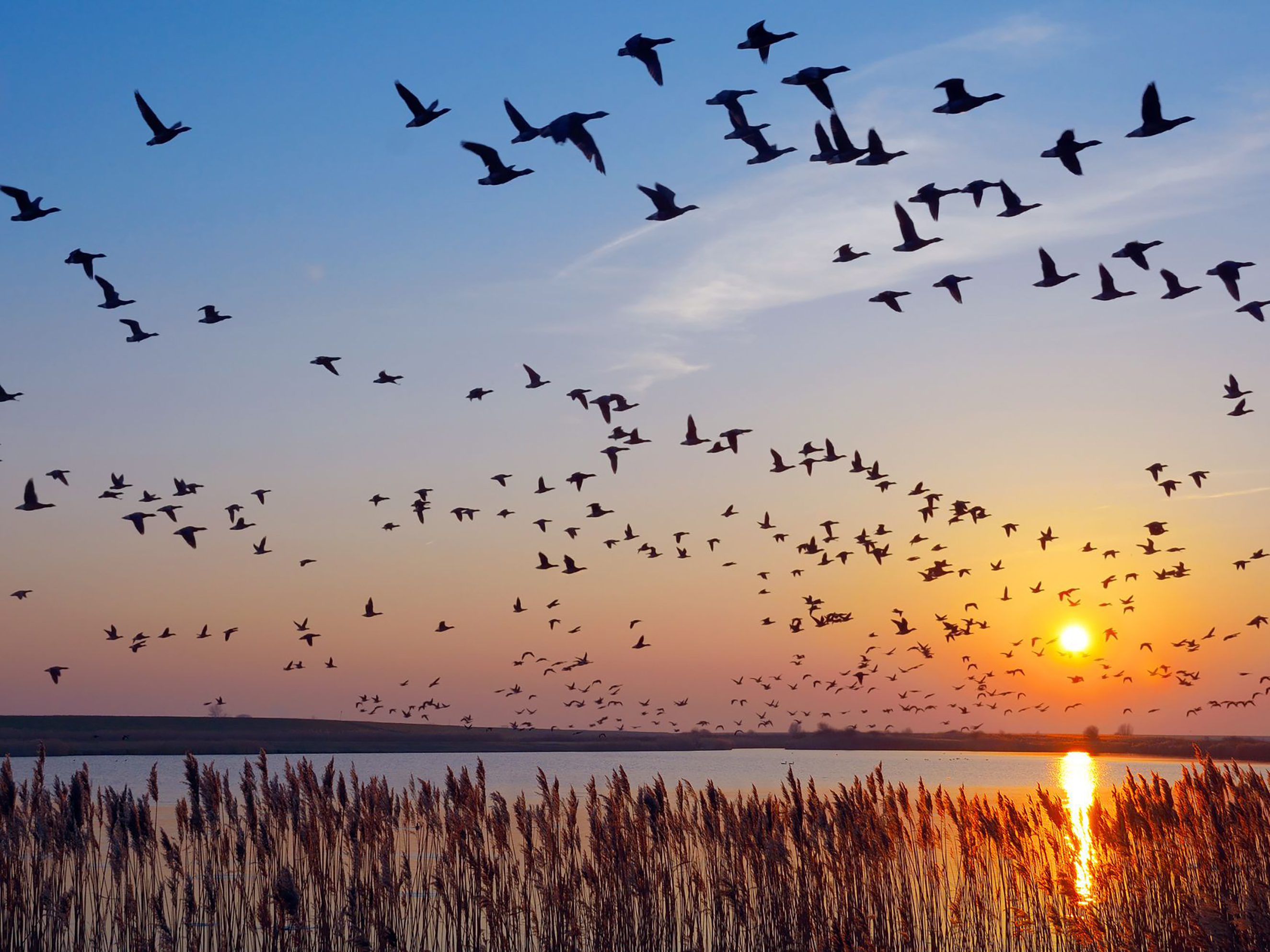 Ducks flying over water at sunset