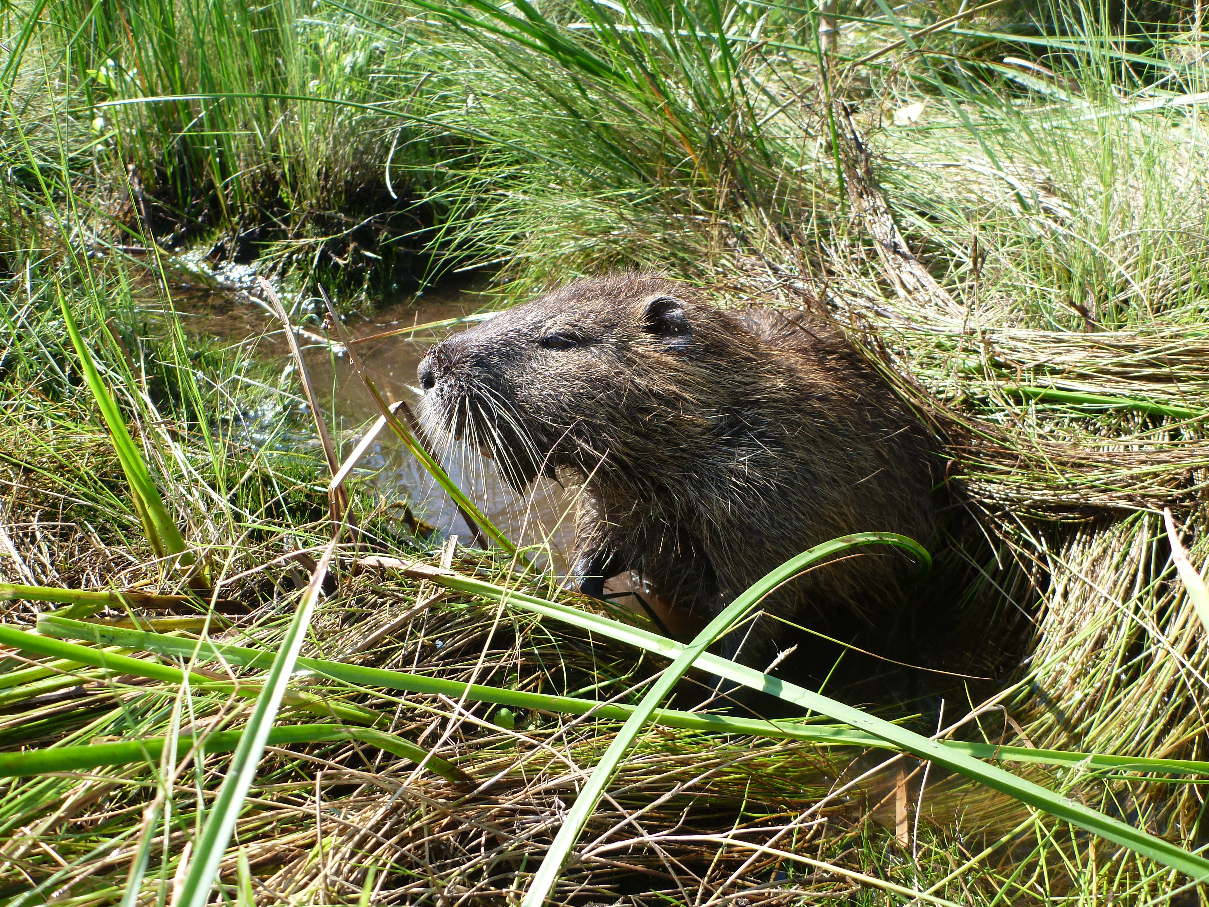 whiskered nutria rodent peers out from marsh grass