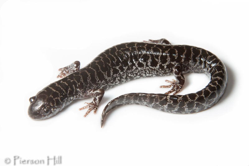 Flatwoods salamander sits against a white background