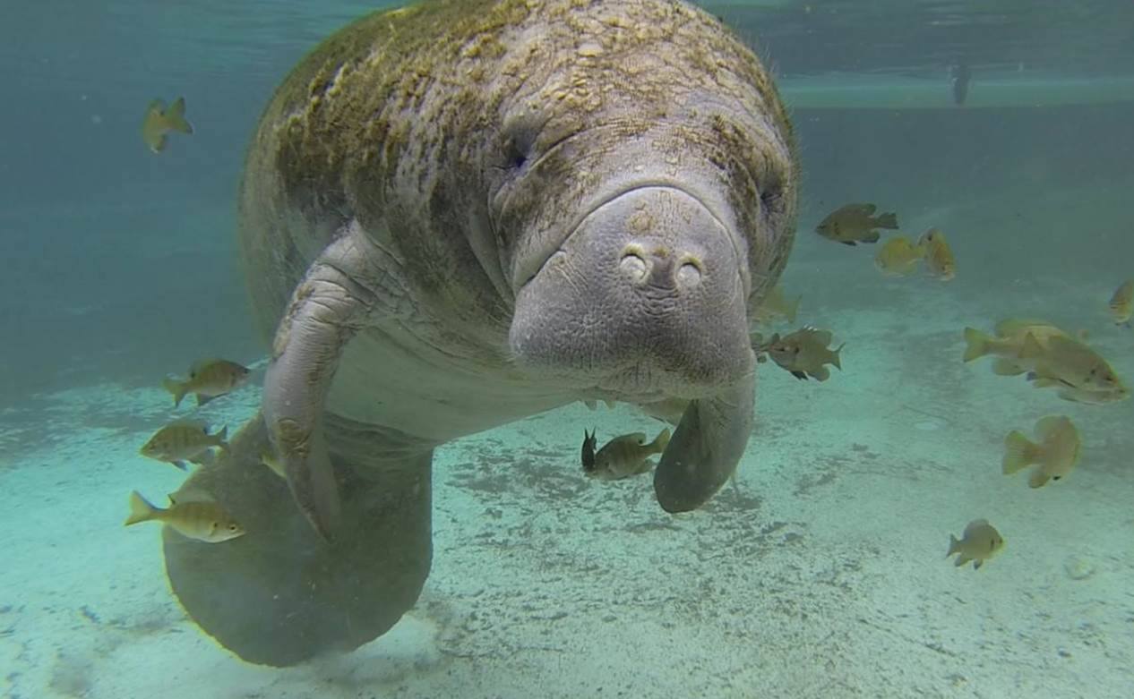 Manatee with algae on its back swimming in a pool