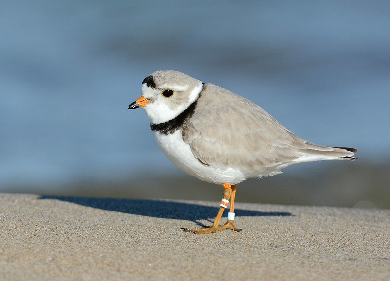 A piping plover stands on a sandy beach
