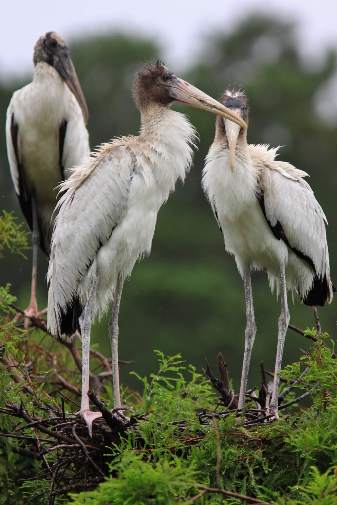 Wood stork fleglings roosting on vegetation