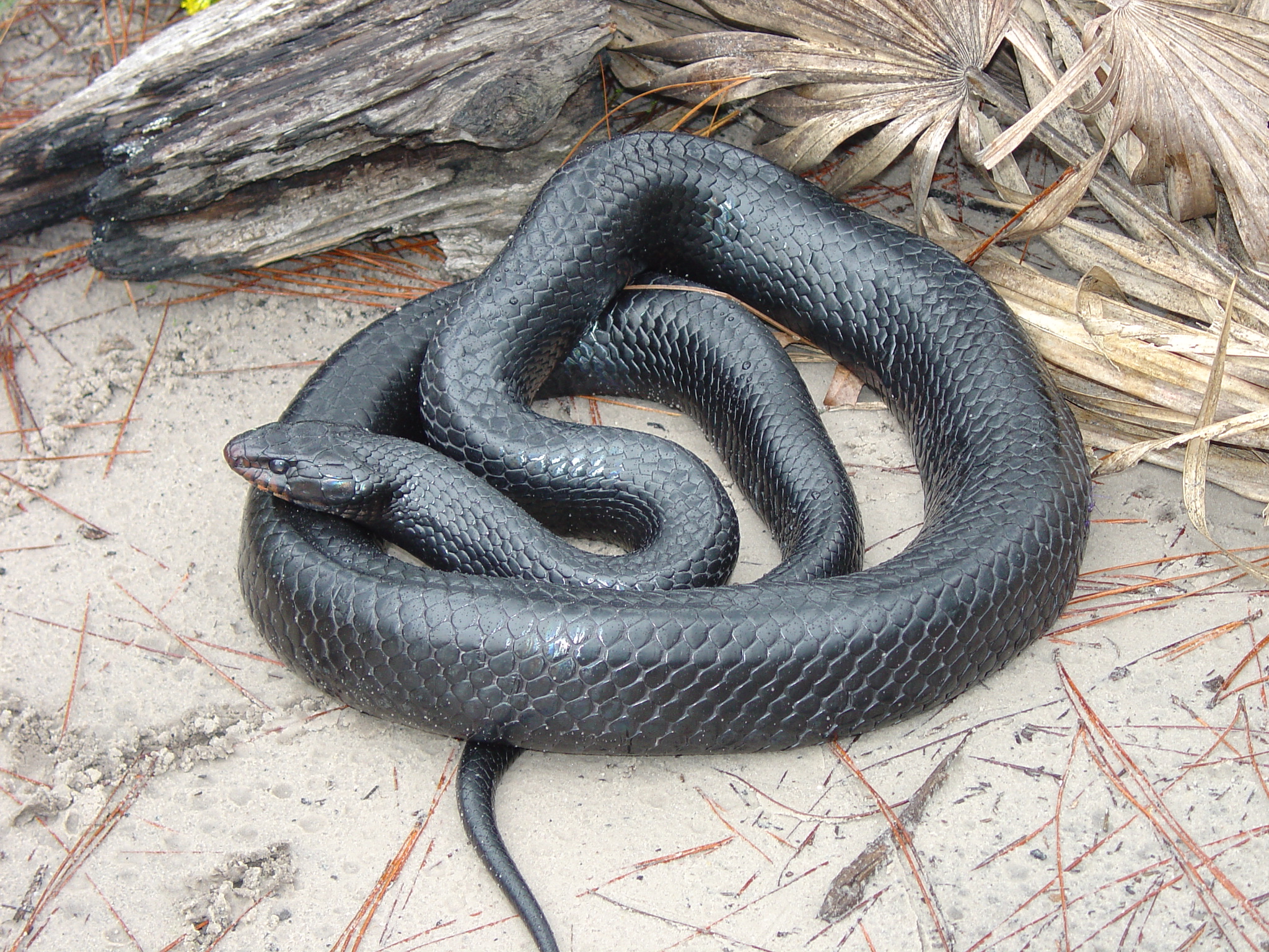 Eastern Indigo Snake on a sandy substrate