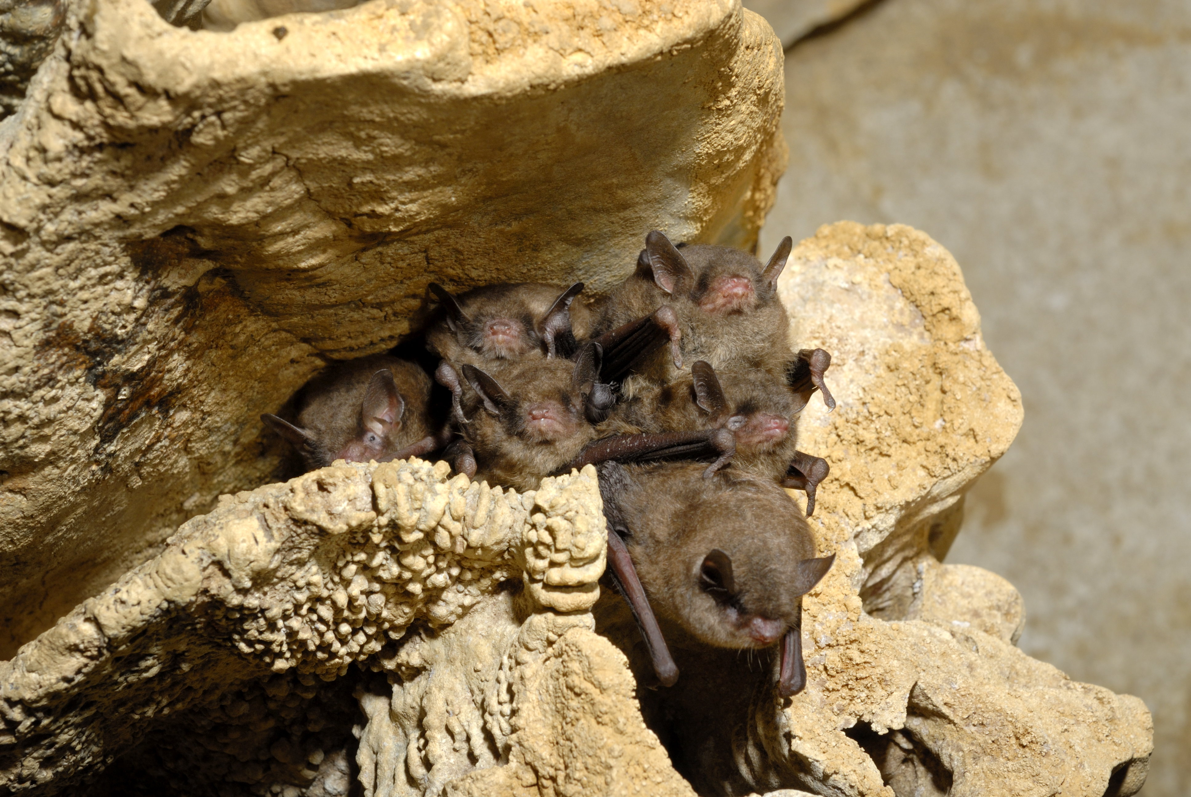 Gray bats roosting in a cave