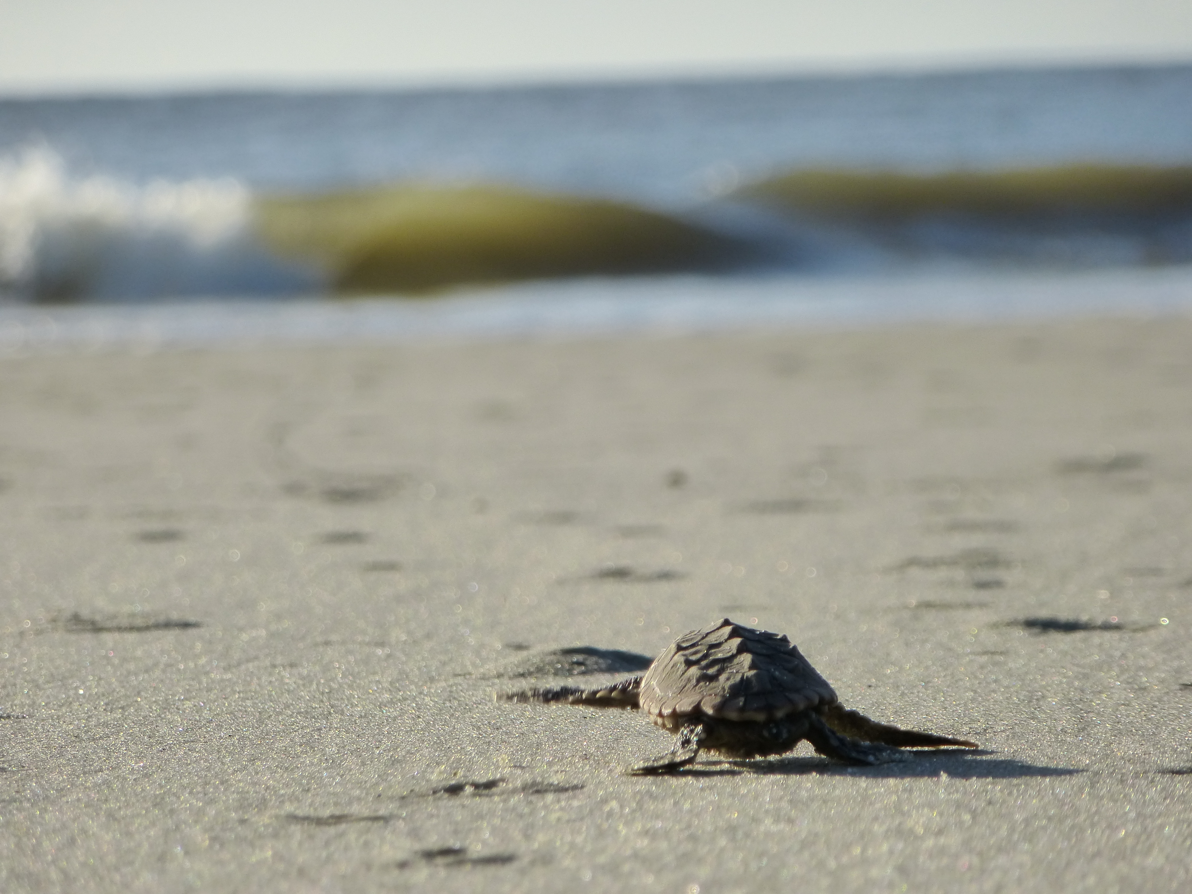 A sea turtle hatchling crawls towards the sea