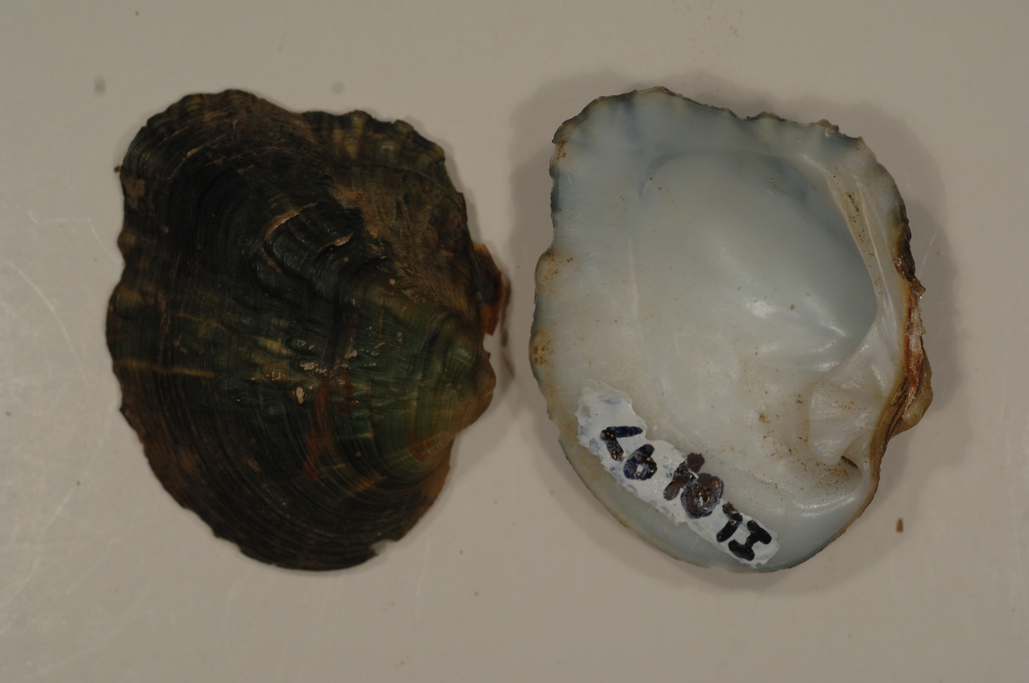 Monkey Shells Monkeyface | FWS.gov