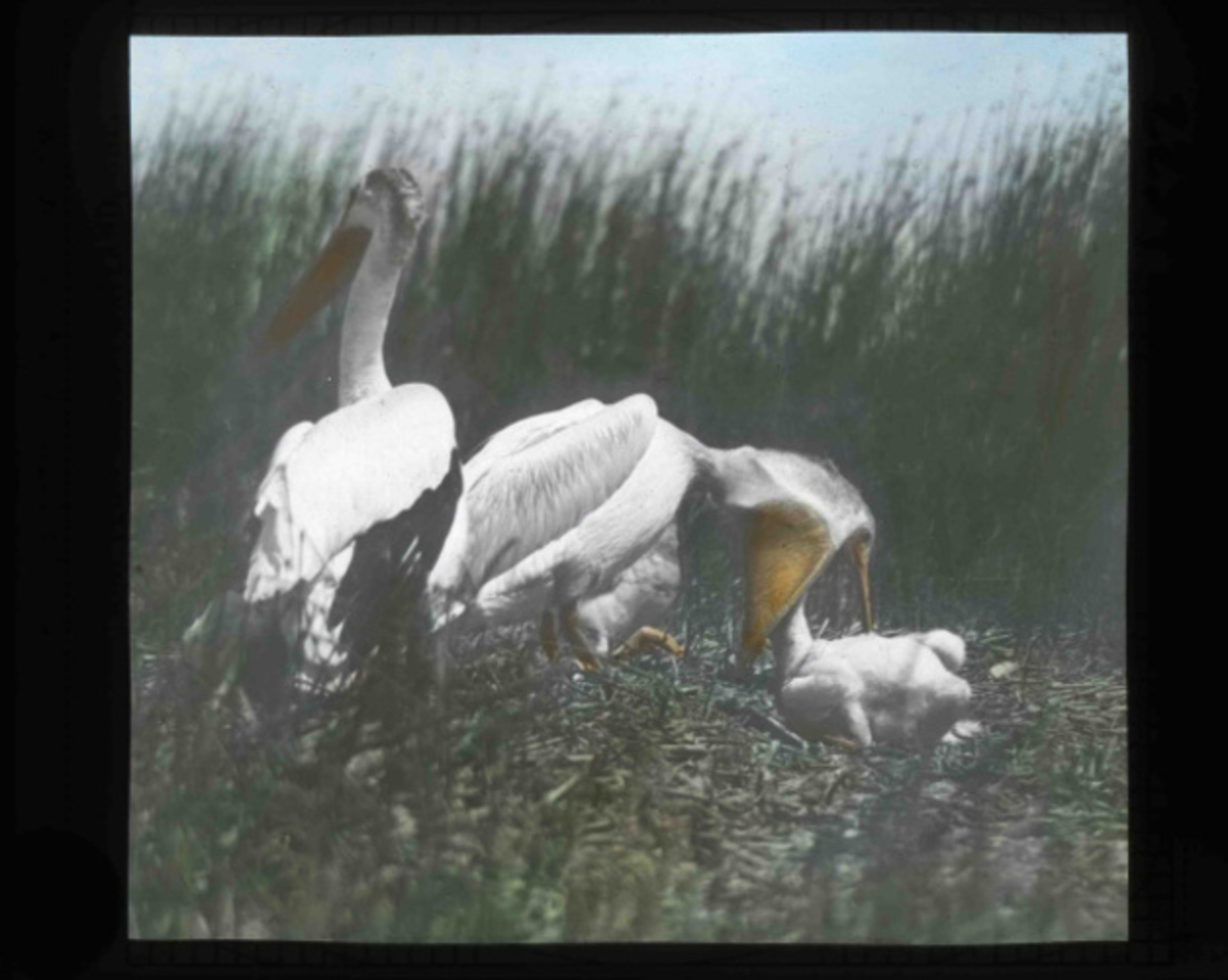 American White Pelican | FWS.gov