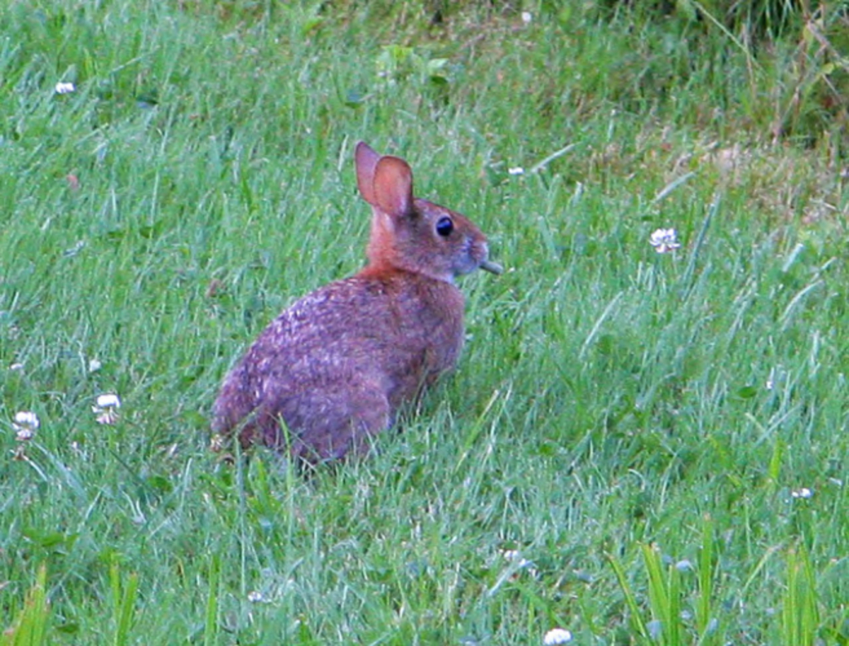 New England cottontail | FWS.gov