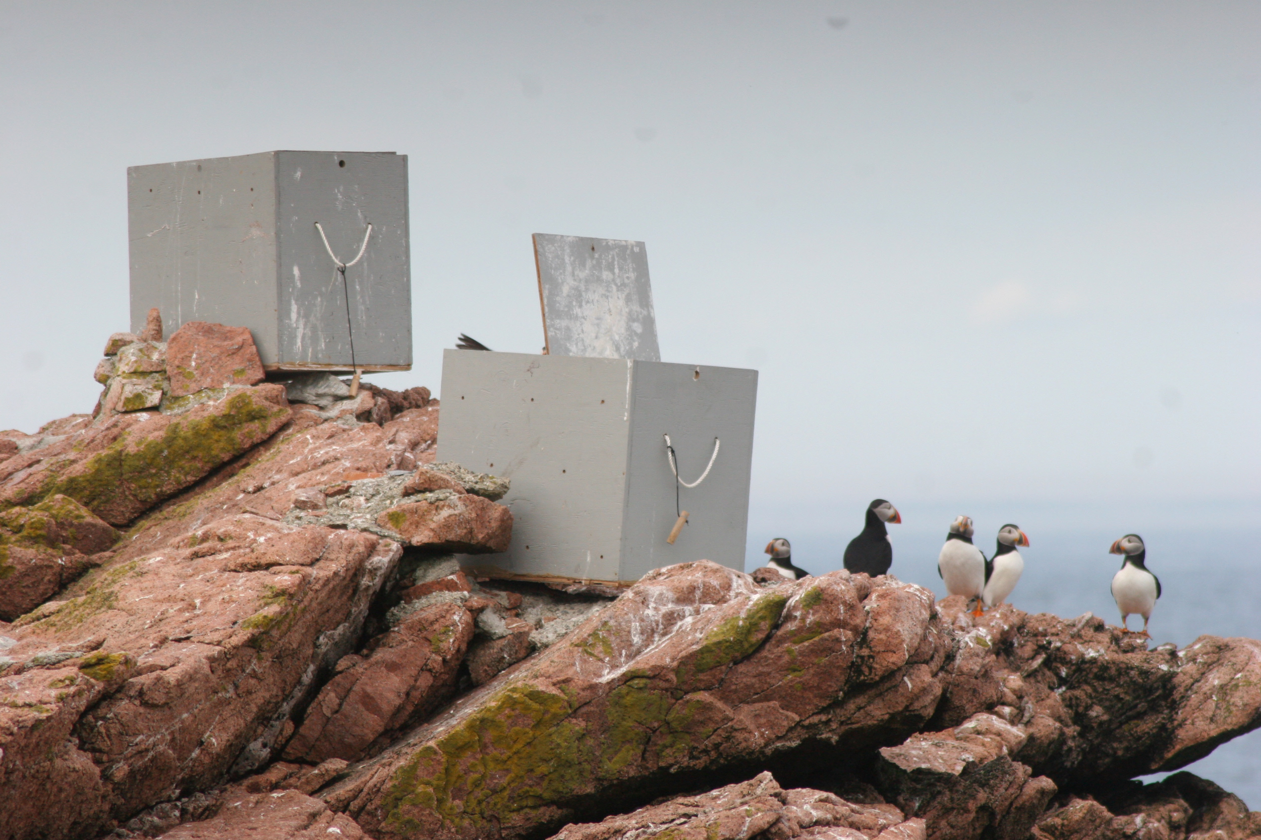 Puffins near capturing boxes | FWS.gov